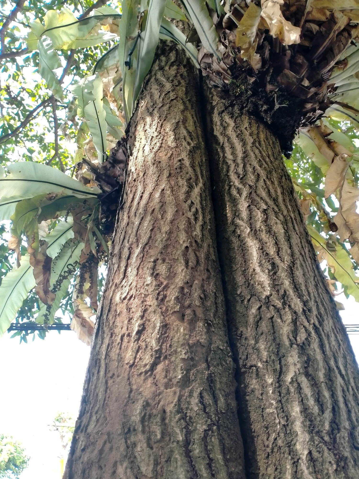 A low-angle, full shot captures the detailed texture of a tree's bark, which appears to be a light brown color with deep vertical grooves. The tree is split into two main trunks, with a dark, dense clump of moss or epiphytic plants growing where they meet near the top. Large, elongated leaves, possibly from a bird's nest fern, sprout from the upper section of the tree. The leaves are a pale green and some are dried and brown, with thin, dark stems. Sunlight filters through the leaves and branches, creating dappled light patterns on the bark. The background is blurred, showing bright sky and distant greenery, suggesting an outdoor environment. The image does not contain any people or overt actions. This scene is likely in a natural setting within Batu, Indonesia, given the foliage and overall ambiance.
