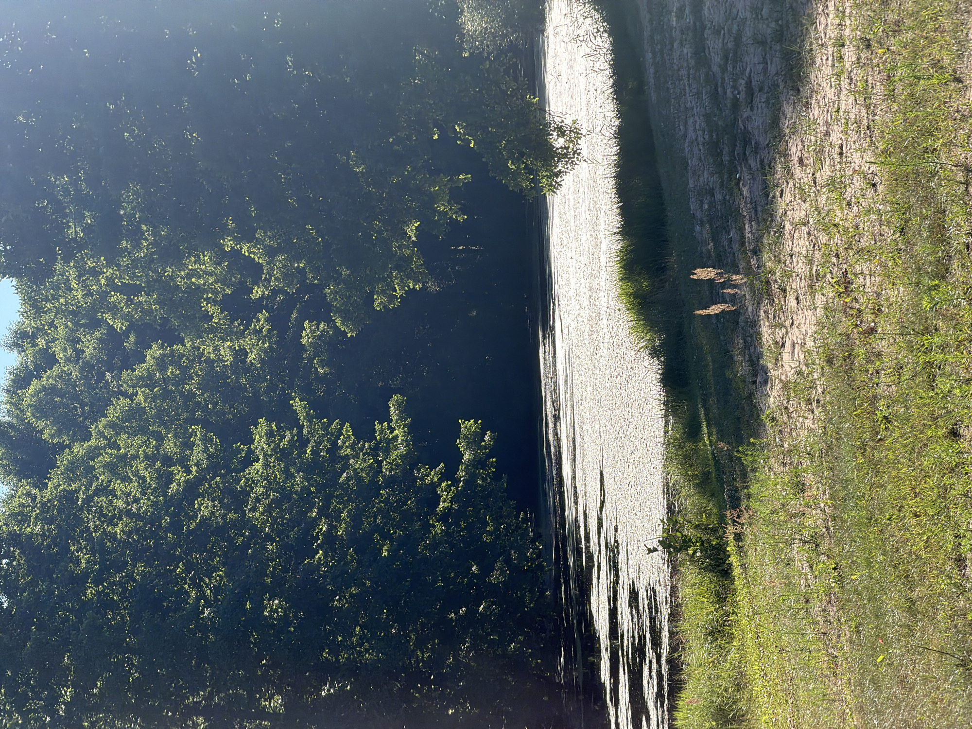 An outdoor, natural scene is depicted in this image. The foreground is a grassy area with patches of sandy soil and some sparse vegetation. Two tall, slender plants with feathery tops are visible in the center of the foreground. Beyond the grassy area is a body of water, which appears to be a pond or lake, covered with a light-colored film or debris, with darker areas indicating open water or shadows. The water is bordered by a strip of tall grass along the bank. The background is dominated by a dense canopy of lush green trees, which form a dark, shadowy wall. The sunlight filters through the leaves, creating dappled patterns and highlights on the trees and the water's surface. The sky is a pale blue, visible in small patches through the tree cover at the top of the image. The scene suggests a peaceful, undeveloped natural environment, likely a park or a rural landscape, located within the Кліноцкі сельскі Савет in Belarus. There are no people or animals visible in the image.
