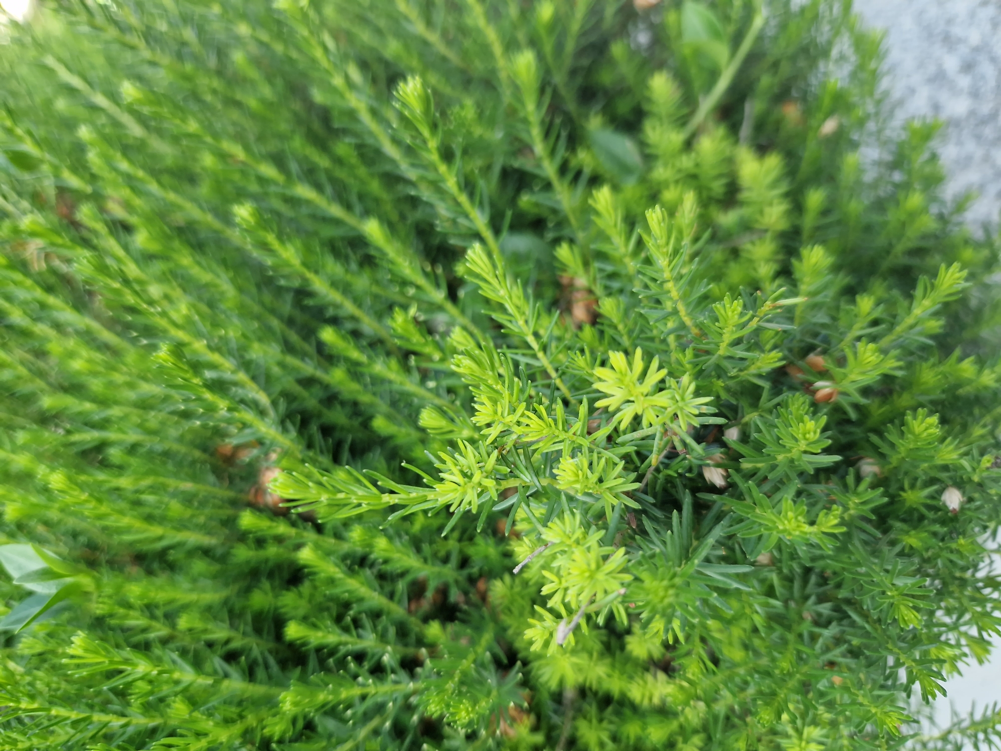 This is a close-up, eye-level, outdoor, medium shot of a vibrant green evergreen bush. The bush is densely packed with small, needle-like leaves. Some of the leaves are a lighter, brighter green, particularly at the tips of the branches, suggesting new growth. Small, brown seed pods or buds are scattered throughout the foliage. The background is a blur of green and some out-of-focus elements that might be other plants or a paved surface. There are no people or animals visible in the image, and no specific location in Sofia, Bulgaria, can be determined from the visual information provided.