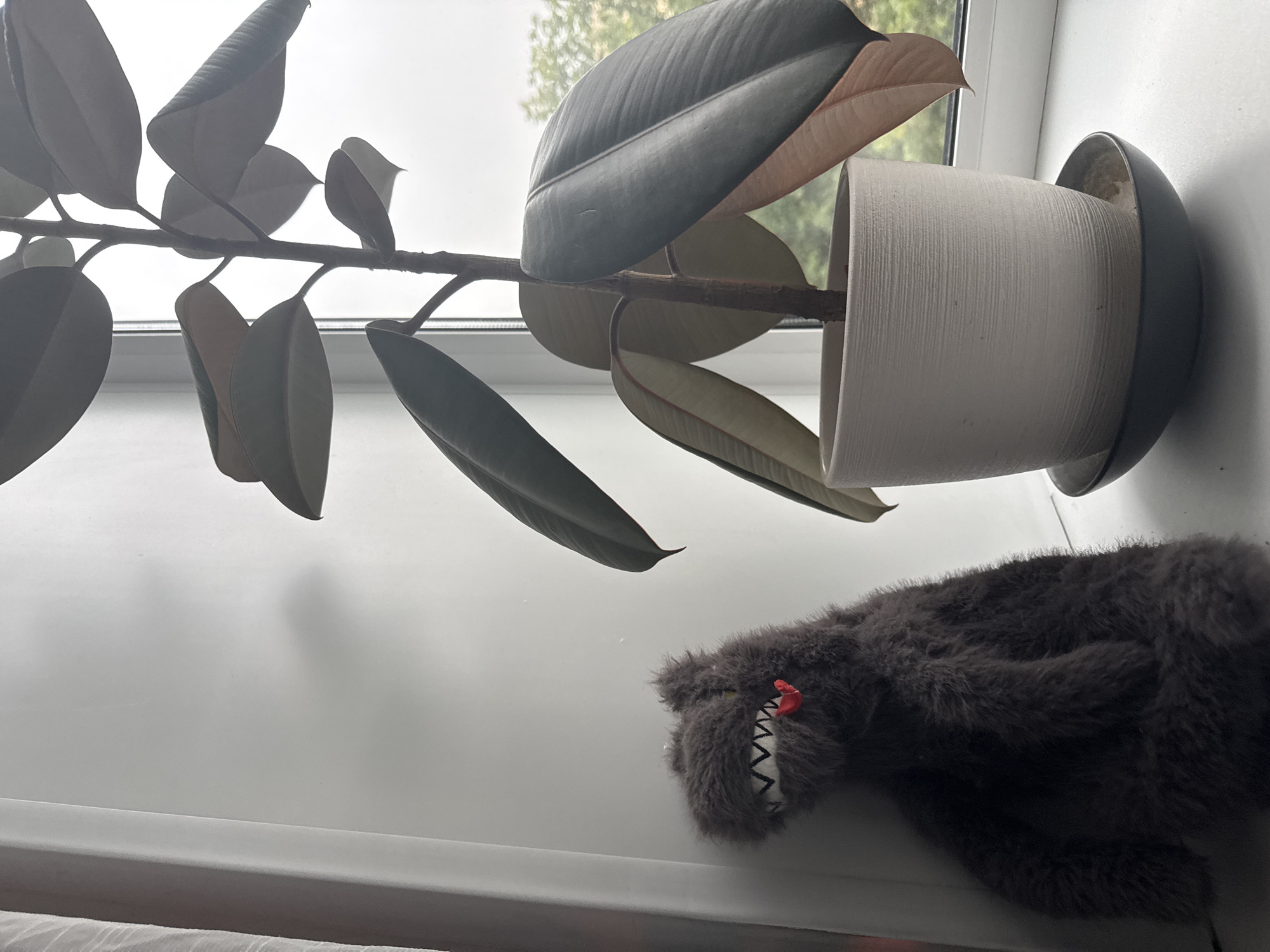 A stuffed toy animal with a grey, furry body, sharp white teeth, and a red heart accent on its mouth is leaning against a white wall, placed on a white windowsill. To its right, a large potted rubber plant stands in a textured, light-colored pot on a dark saucer. The plant has broad, dark green leaves with reddish undersides. The windowsill overlooks a blurred outdoor scene with trees and foliage visible through a window, suggesting an urban environment. The lighting indicates an overcast day. The scene is indoors, on a windowsill, with no discernable Moscow-specific landmarks or details.