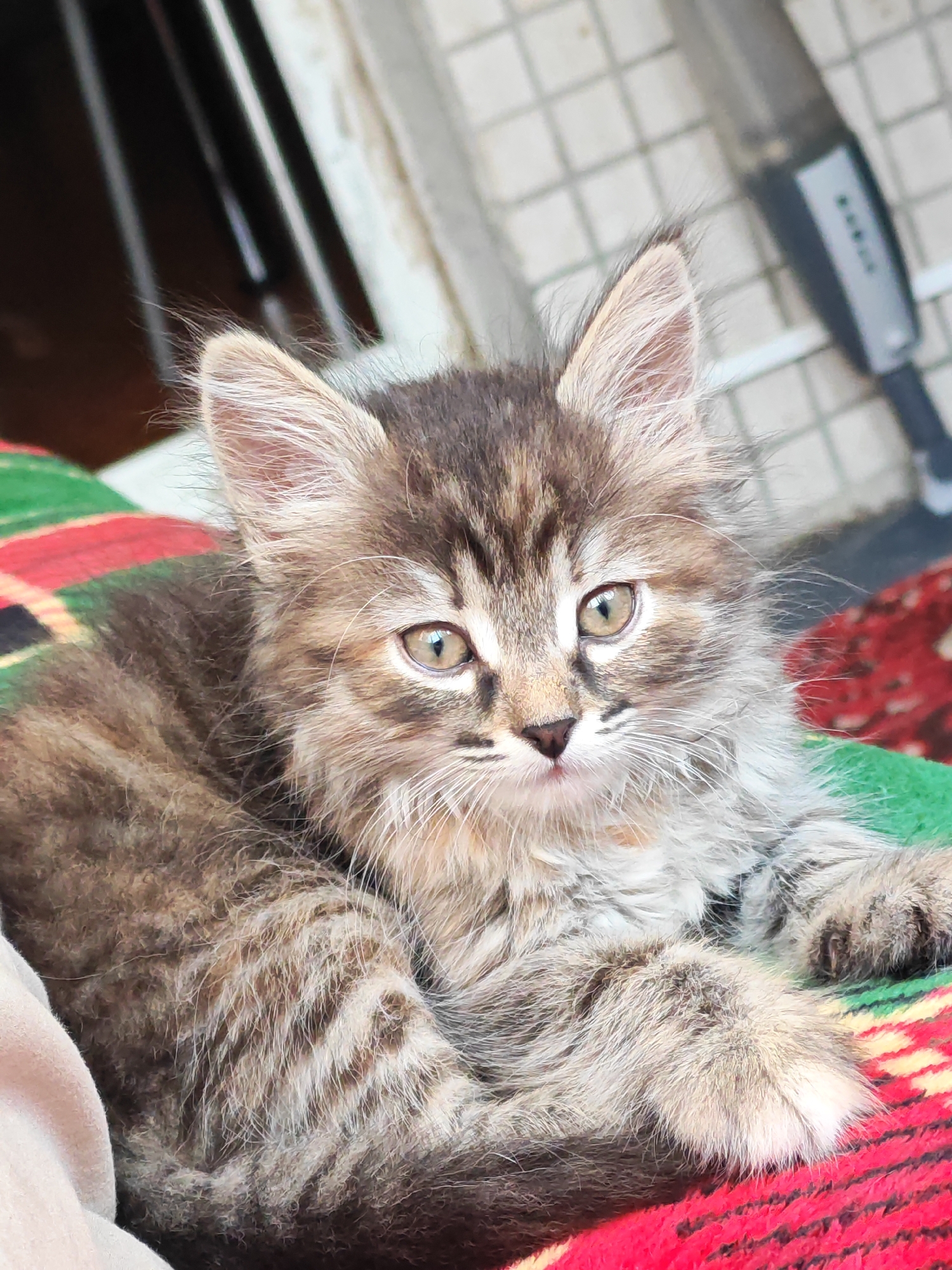 A fluffy, long-haired tabby kitten is lying on a red, green, and yellow striped blanket. The kitten is facing the camera with its head tilted slightly. Its eyes are wide and a light green color. Its fur is a mix of gray, brown, and black stripes, with white accents around its muzzle and chest. The kitten's ears are large and tufted. In the background, there is a blurry white tiled wall and a dark object that appears to be a vacuum cleaner. The scene appears to be outdoors, possibly on a balcony or patio. There is no indication of the city of Tolyatti, Russia, in the image.