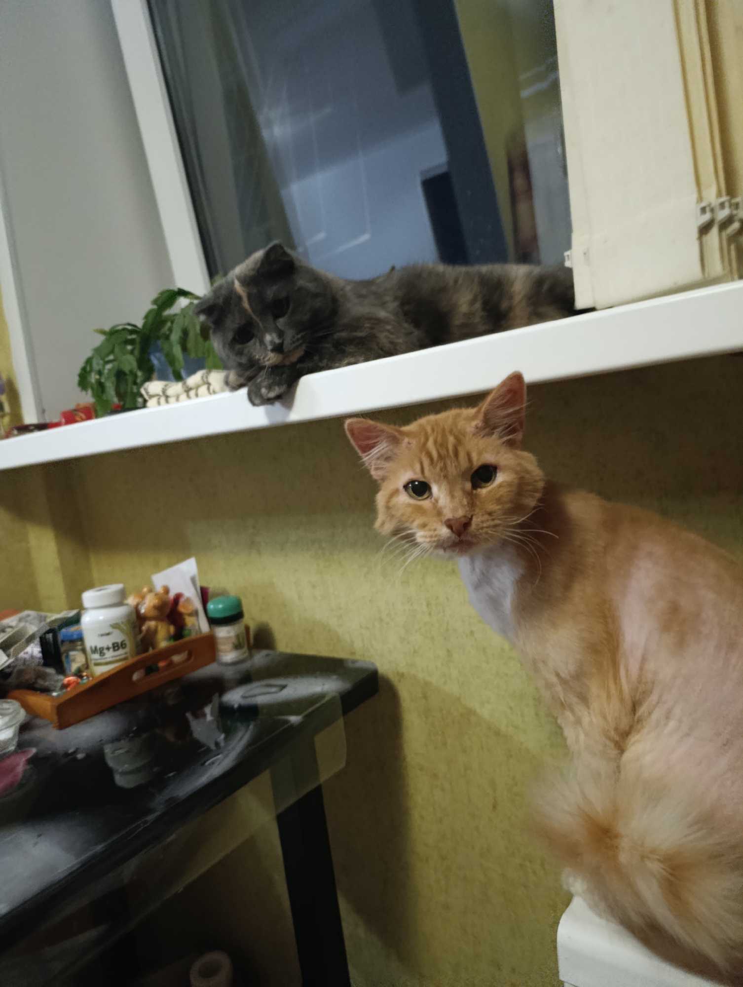 Two cats are in an indoor setting. One is a gray cat lying on a white windowsill with green plants and other small objects. The second cat is a ginger cat standing below, with its head turned towards the camera. To the left of the ginger cat is a black table with various items, including a bottle labeled "Mg+B6" and a small wooden tray. The background is a yellow wall. The location is Chaikovsky, Russia.