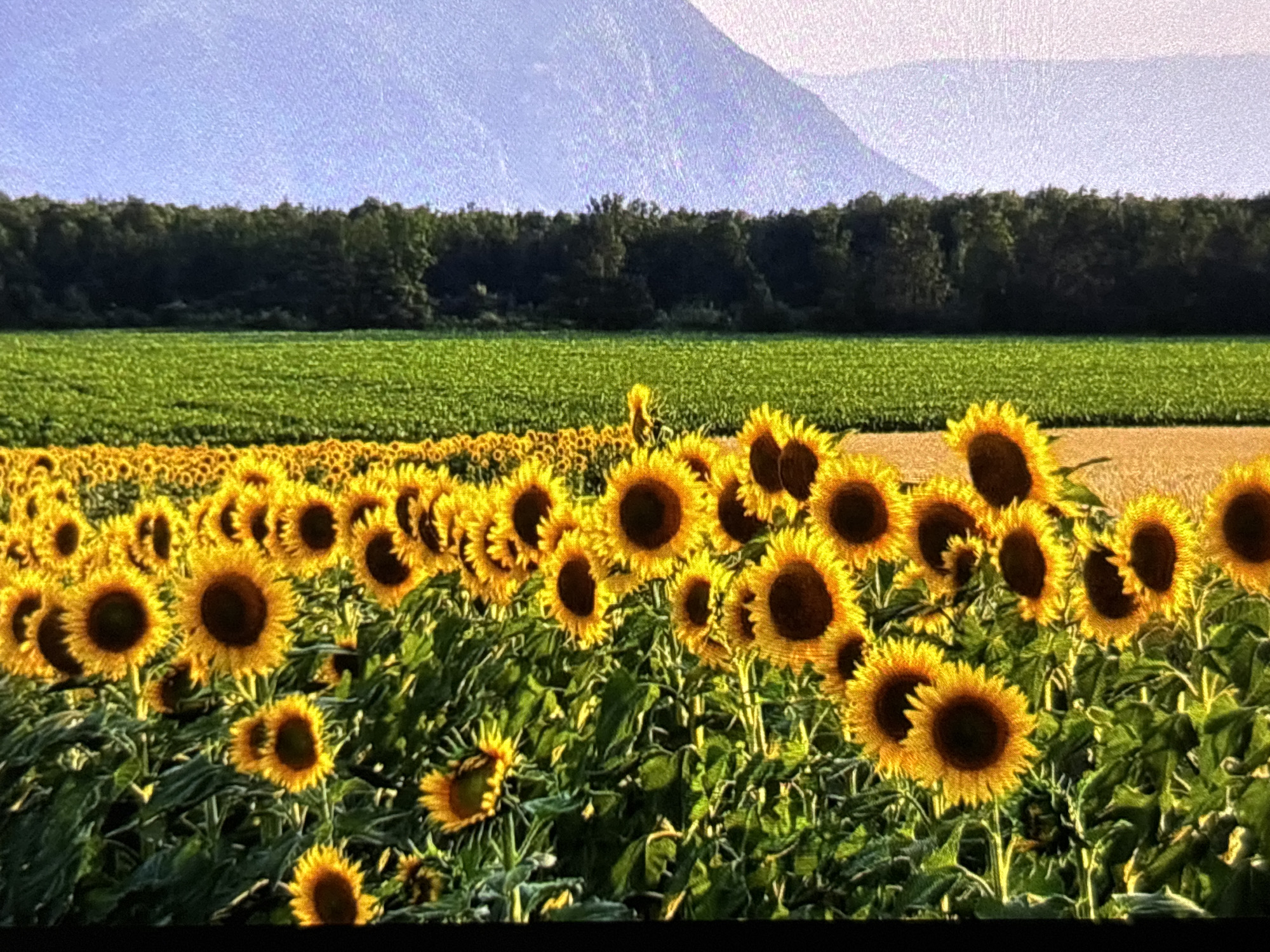 The image displays a vibrant, expansive agricultural landscape. In the foreground, a vast field of bright yellow sunflowers dominates the scene. Many sunflowers are in full bloom, their large, dark centers surrounded by golden petals, catching warm sunlight that suggests either late afternoon or early morning. Some sunflowers are closer to the viewer, showing their individual details, while farther back, they form a dense, continuous yellow carpet.
Behind the sunflower field, a strip of neatly cultivated green crops stretches horizontally across the midground. Further back, a dense line of dark green trees forms a clear boundary, separating the cultivated land from the distant background. In the far background, large, hazy grey-blue mountains rise majestically under a pale, clear sky, their outlines softly blurred by atmospheric perspective. The overall scene is devoid of any people or visible activity, focusing solely on the natural and cultivated landscape. No visible text is present in the image.
While the provided context places the image in Wolverhampton, United Kingdom, the prominent and numerous mountains in the background do not align with the typical topography of that area, suggesting the visual content depicts a mountainous region. The weather appears clear and sunny.