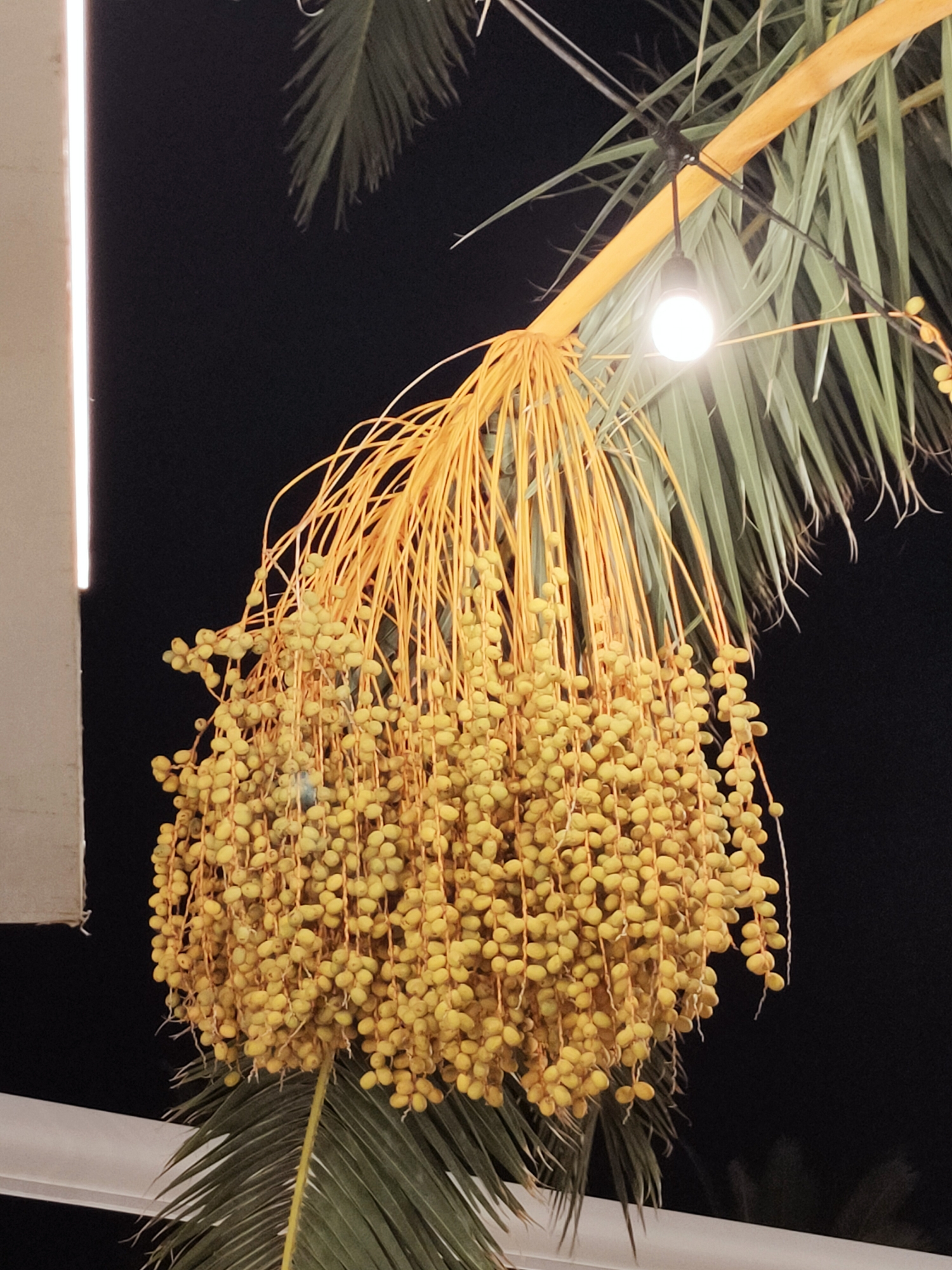 In Cebalat, Tunisia, a cluster of unripe yellow dates hangs from a palm tree under the night sky. The dates are numerous, forming a dense cascade from a thick, yellow stalk. A single, round lightbulb hangs from a black wire connected to a wooden beam above the dates, casting a warm glow on the scene. The background is dark, suggesting it is nighttime, with the faint silhouettes of palm fronds visible. A portion of a light-colored, rectangular structure is visible on the left side of the image.