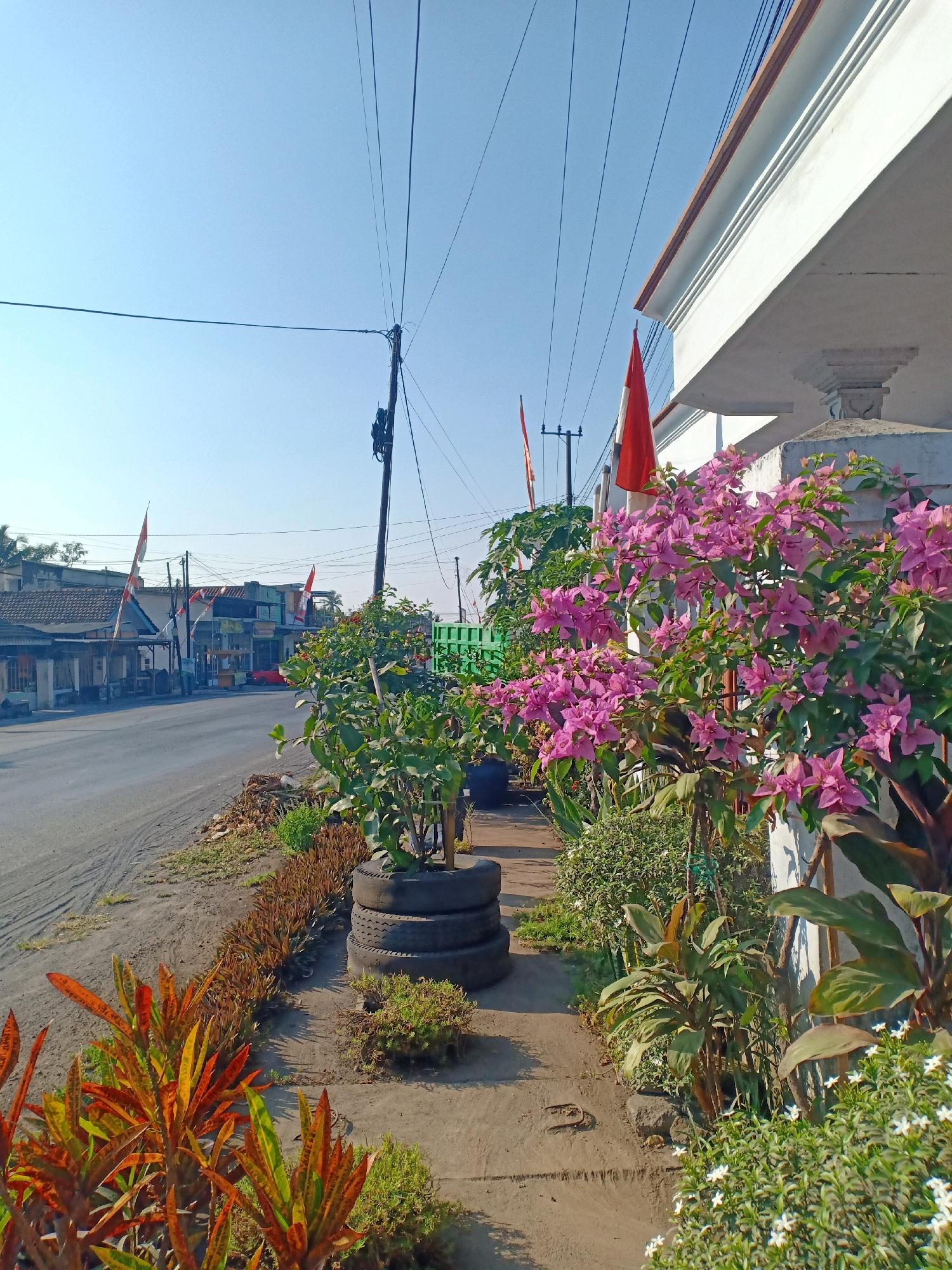 The image depicts a street scene in Jarit, Indonesia, on a bright, clear day. In the foreground, a sidewalk is lined with various plants. To the right, a vibrant pink bougainvillea bush is in full bloom, with large clusters of flowers. To the left of the sidewalk, a row of plants with red and orange leaves stands out against the sandy ground. Further back, a paved road runs parallel to the sidewalk, with a line of buildings and shops on the opposite side. Several red and white flags, likely Indonesian flags, are visible along the street. Utility poles with power lines stretch across the sky. In the mid-ground, stacked tires are used as planters for a green shrub. The overall impression is of a sunny, somewhat developed roadside environment in a tropical setting.