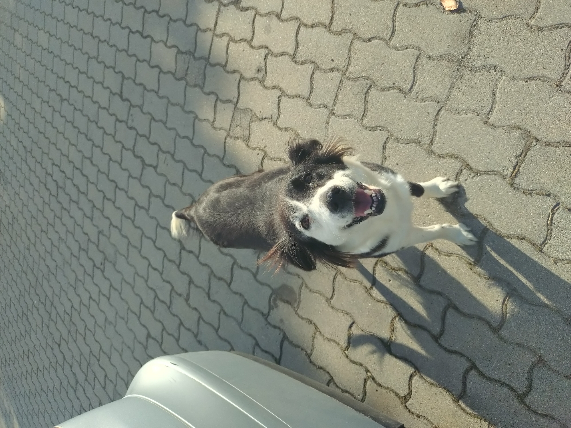 The image captures an outdoor scene in Yagoda, Bulgaria, featuring a black and white dog on a paved surface adjacent to a vehicle. A medium-sized dog, exhibiting black fur predominantly on its back and sides, with white fur on its face, chest, and paws, stands centrally in the frame. The dog looks directly towards the viewer, with its mouth open, revealing teeth and a portion of its tongue. Some reddish-brown fur is discernible around its partially erect ears. To the left of the dog, the rear bumper and a segment of the side of a light-colored automobile, likely silver or white, are partially visible. The ground is composed of interlocking gray concrete pavers arranged in an S-shaped or dog-bone pattern. Minimal dry vegetation is present within the crevices of the pavers, and a single dry leaf rests on the pavement in the lower right quadrant. The scene is illuminated by direct sunlight, evidenced by distinct, elongated shadows cast onto the pavement from the dog and the vehicle.