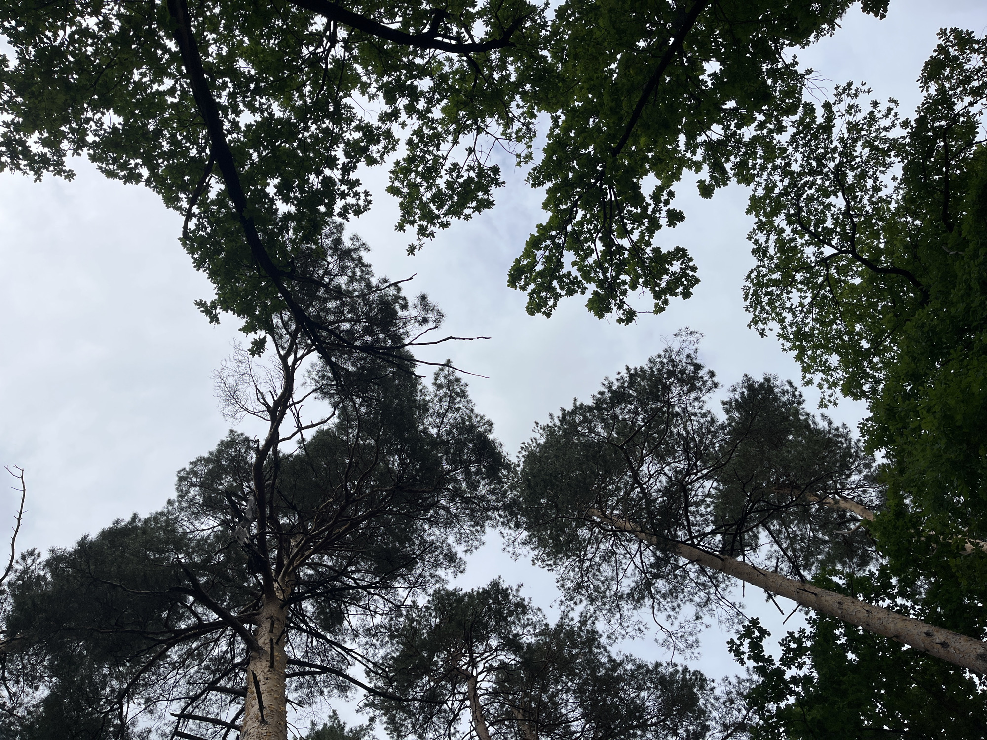 The image provides an upward-looking perspective into a dense forest canopy under a uniformly overcast, light grey sky, presumably located in the city of Novocheremshansk, Russia. The scene is dominated by a mixture of conifer and deciduous trees. Several prominent conifer trunks, light in color with visible bark texture, ascend diagonally into the frame from the lower left, exhibiting dark green, needle-like foliage clusters and some bare branches. Interspersed and primarily occupying the right and lower portions of the frame are deciduous trees, characterized by vibrant green, broad leaves that form a denser canopy. Branches of both tree types interlace overhead, framing the pale sky in irregular patterns. The lighting is diffused and even, casting some of the darker conifer sections into silhouette while illuminating the lighter green deciduous leaves. No individuals, animals, or man-made structures are present within the view.