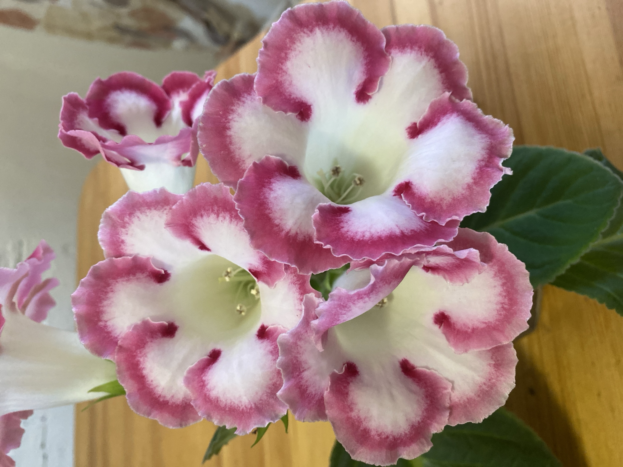 Four white and pink gloxinia flowers are arranged on a wooden surface. The flowers have ruffled petals with a deep pink border and some red spots within the white centers. The background is blurred and appears to be indoors, with a light-colored wall and possibly a patterned fabric. The image is a close-up shot, focusing on the details of the flowers. There is no information available to indicate this scene is in Zelenodol'sk, Russia.