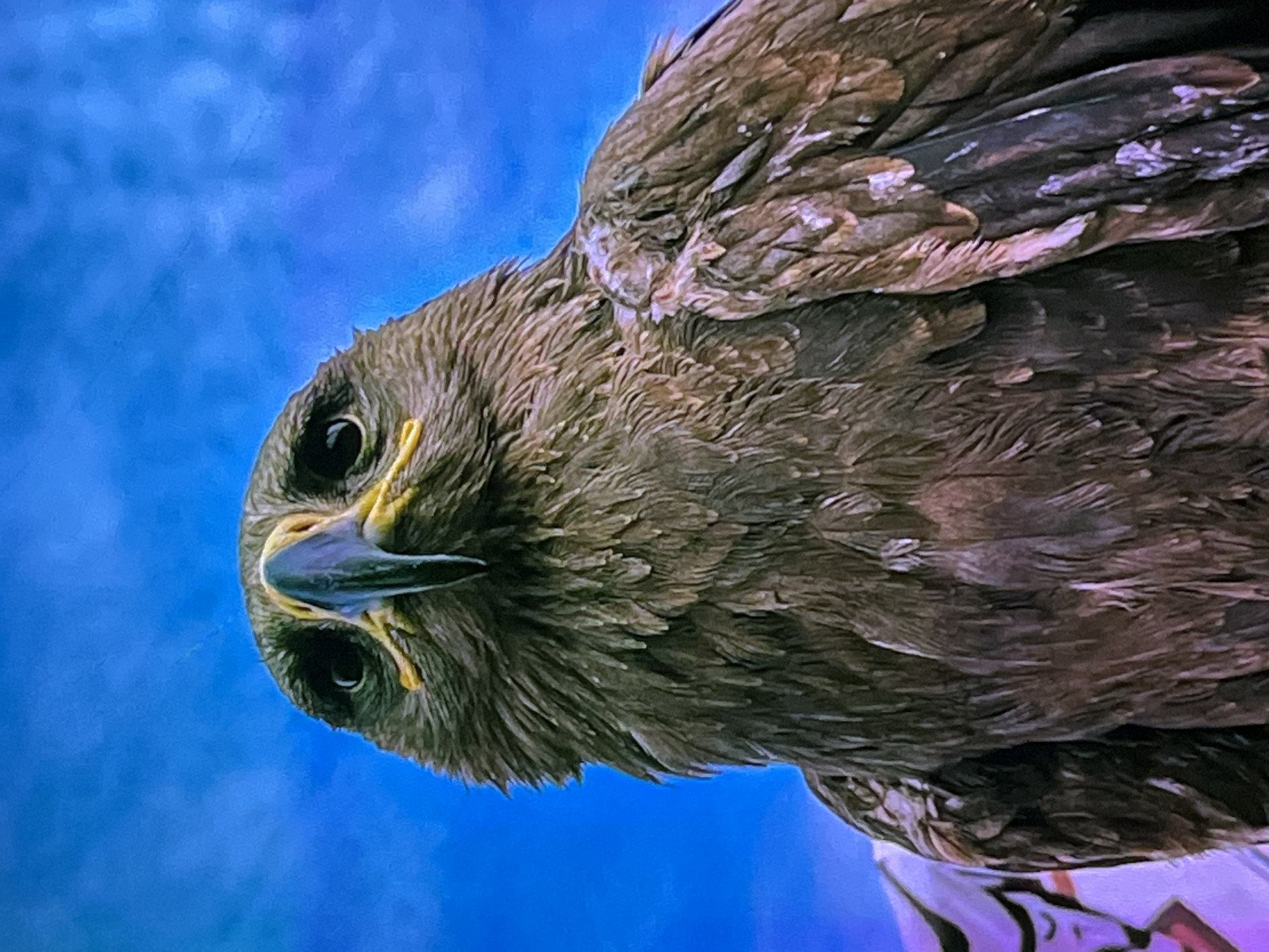 The image is a close-up portrait of a Steppe Eagle, an avian subject, against a vibrant blue sky. The eagle's head is angled towards the viewer, its dark eyes appearing alert and its sharp, hooked beak prominent with yellow accents. Its dense, brown plumage is detailed, showcasing individual feathers. In the lower left corner, a portion of what appears to be a white and purple patterned object is visible, possibly a structure or a piece of equipment. The background is an uninterrupted expanse of bright blue, suggesting an open-air environment. The image does not depict any recognizable urban or geographical features of Cadek, Indonesia, nor does it include any human presence or interaction.