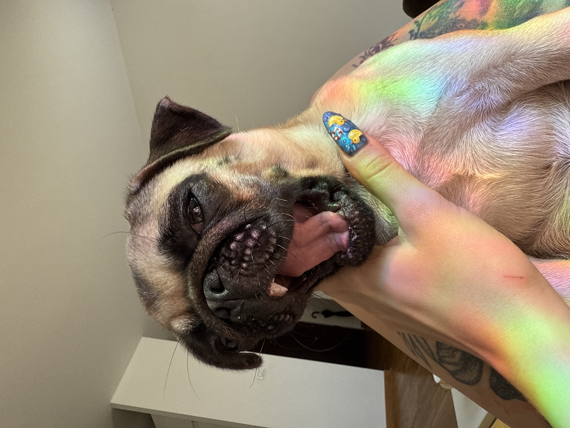 A pug is being held, its mouth open in a yawn. The pug's fur is tan and black. The pug's tongue is pink and visible. A human hand is visible, supporting the pug's jaw. The hand has a fingernail painted blue with a rubber ducky design. Rainbow-colored light is cast across the pug and the hand, suggesting the presence of a light source creating a spectrum effect. The background is out of focus but appears to be an indoor setting with light-colored walls and a doorway. The scene is a close-up portrait of the pug and the hand.