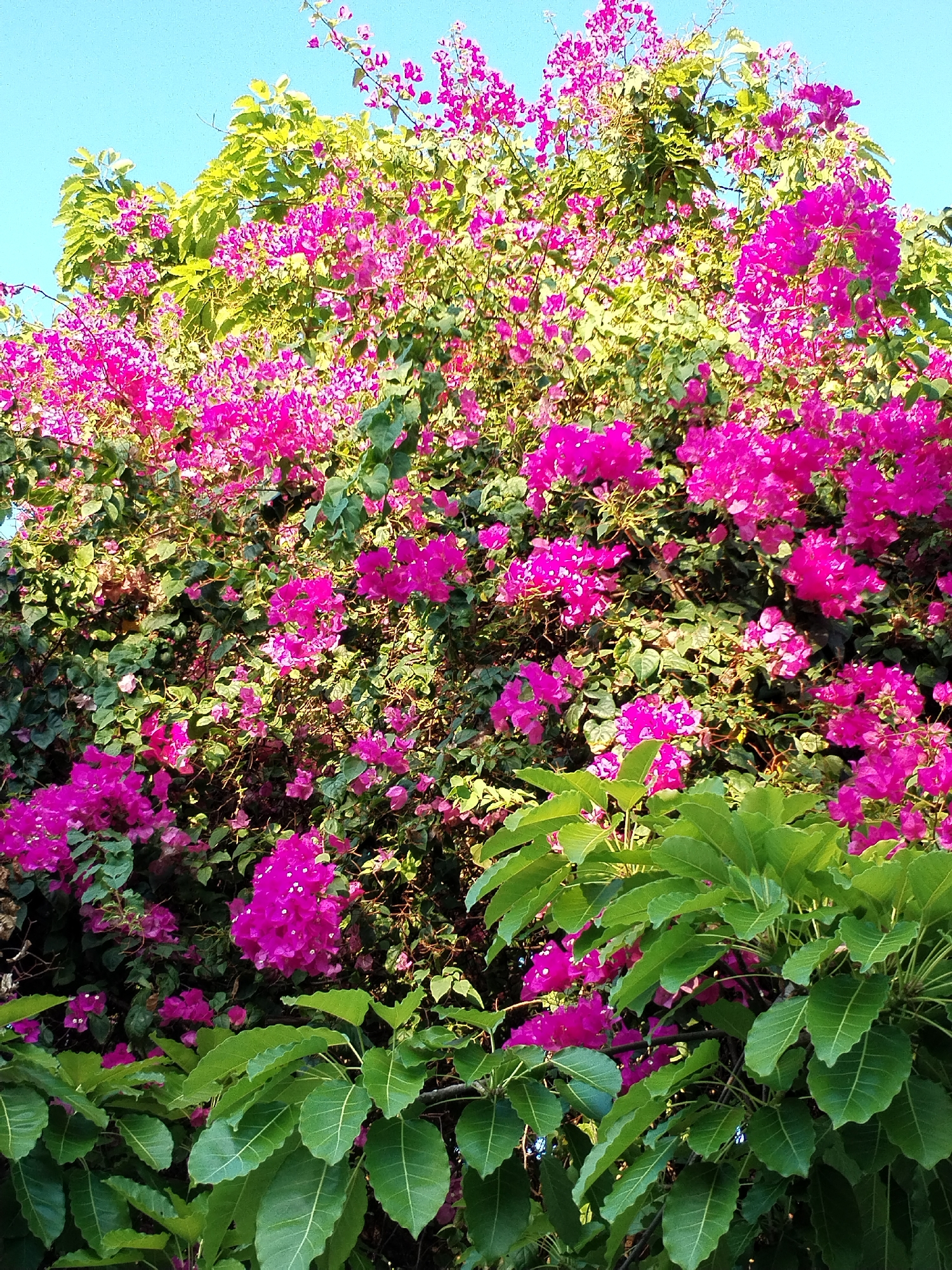 The image depicts a vibrant display of bougainvillea flowers in full bloom, interspersed with lush green foliage. The bright pink flowers create a striking contrast against the green leaves and the clear blue sky in the background. The composition suggests a natural setting, potentially a garden or park. Based on the prompt, it's possible this scene is in or near Bac Nha Trang Ward, Vietnam. No people are visible in the image.