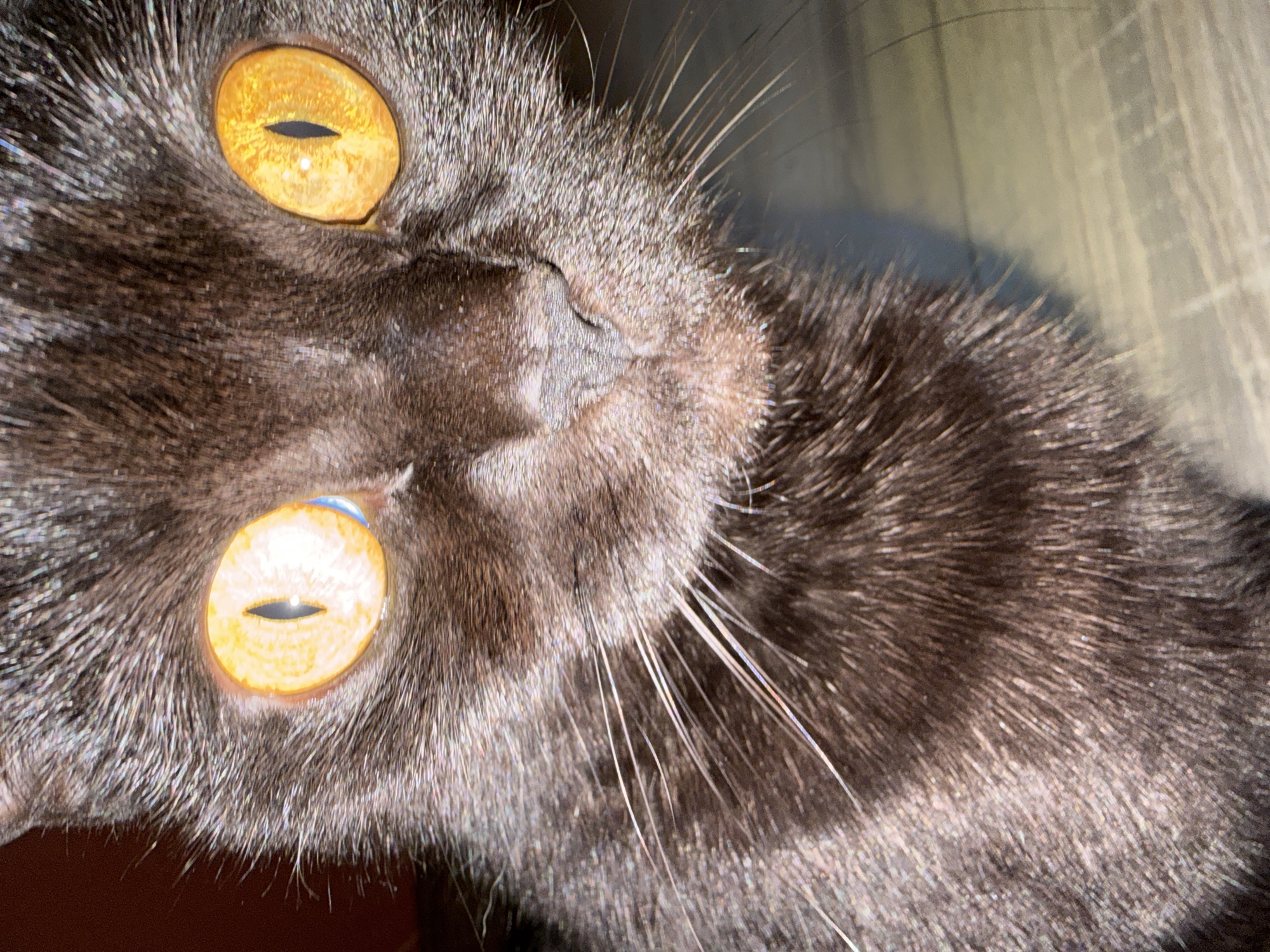 The image is a close-up, head-on shot of a black cat's face. The cat has striking, large, bright orange eyes with vertical black pupils. Its fur is dark and appears somewhat glossy, with individual hairs visible. Prominent white whiskers extend from its muzzle. The background is out of focus, showing a wooden surface with some grid-like markings and a shadowy area. There is no discernible location within the city of Leninsk-Kuznetskiy, Russia, visible in this image. The scene is static and focuses solely on the cat's facial features.