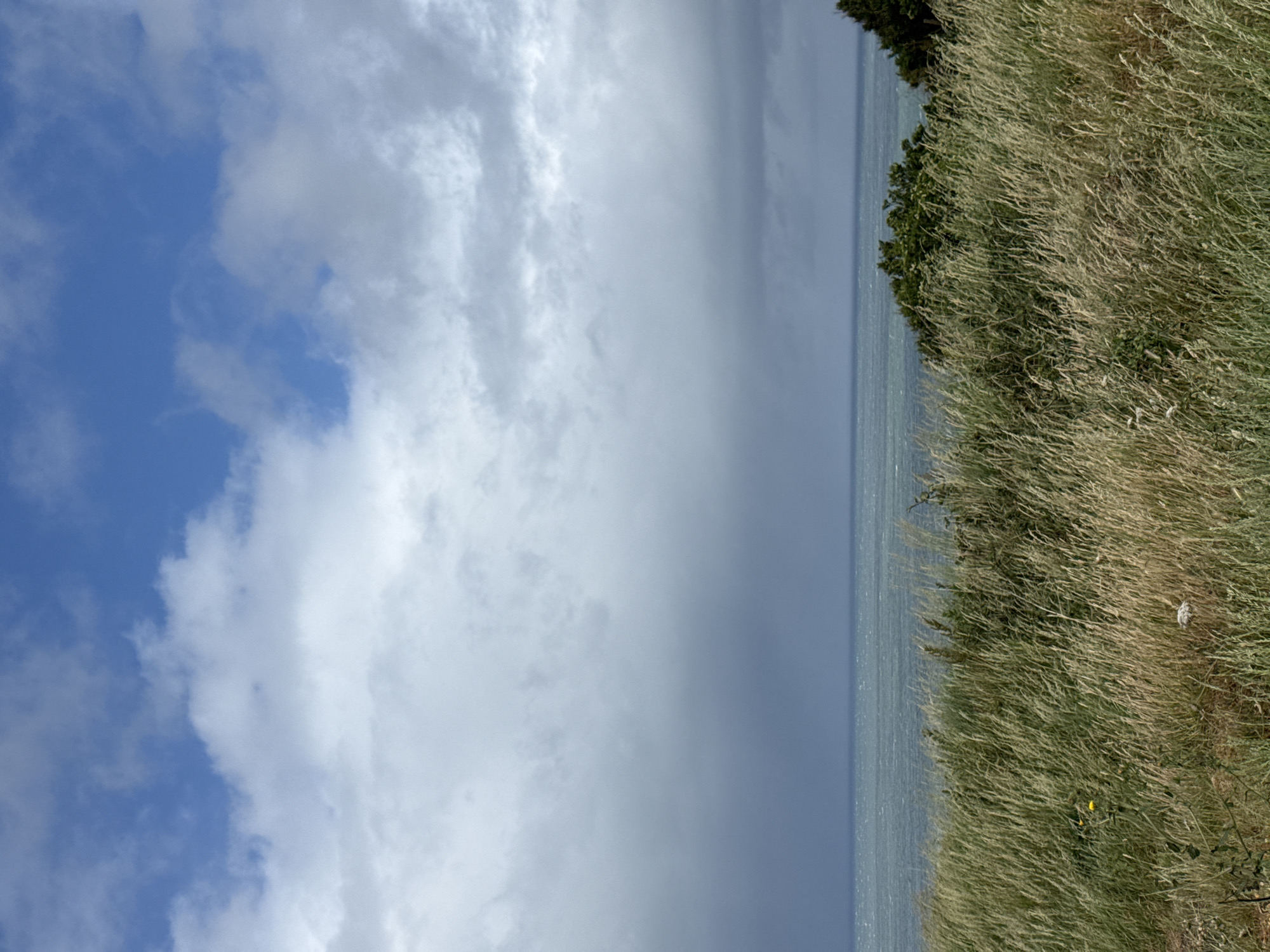 The image presents a coastal landscape scene located in Octeville-sur-Mer, France, under a partially overcast sky. The upper portion of the frame features patches of clear blue sky interspersed with scattered white cumulus clouds. Below this, a significant band of dense, dark gray stratocumulus clouds extends horizontally, obscuring much of the upper mid-ground and contributing to a subdued lighting condition. The horizon line, visible across the middle of the image, separates the sea from the cloudy sky. The ocean's surface appears choppy, with visible wave activity and a greenish-blue coloration that darkens towards the horizon. The foreground is occupied by a dense field of tall, wild grasses, predominantly light brown and dry, with interspersed sections of greener vegetation. A single yellow flower is discernible in the lower-left quadrant amidst the grass. Towards the mid-right, a cluster of dark green, dense bushes partially obstructs the view of the sea. Further right, a mass of darker, larger trees or dense foliage marks the edge of the visible vegetation. A small, light-colored object is partially visible within the dry grass in the lower-right quadrant. No individuals, animals, or prominent man-made structures are present within the frame.