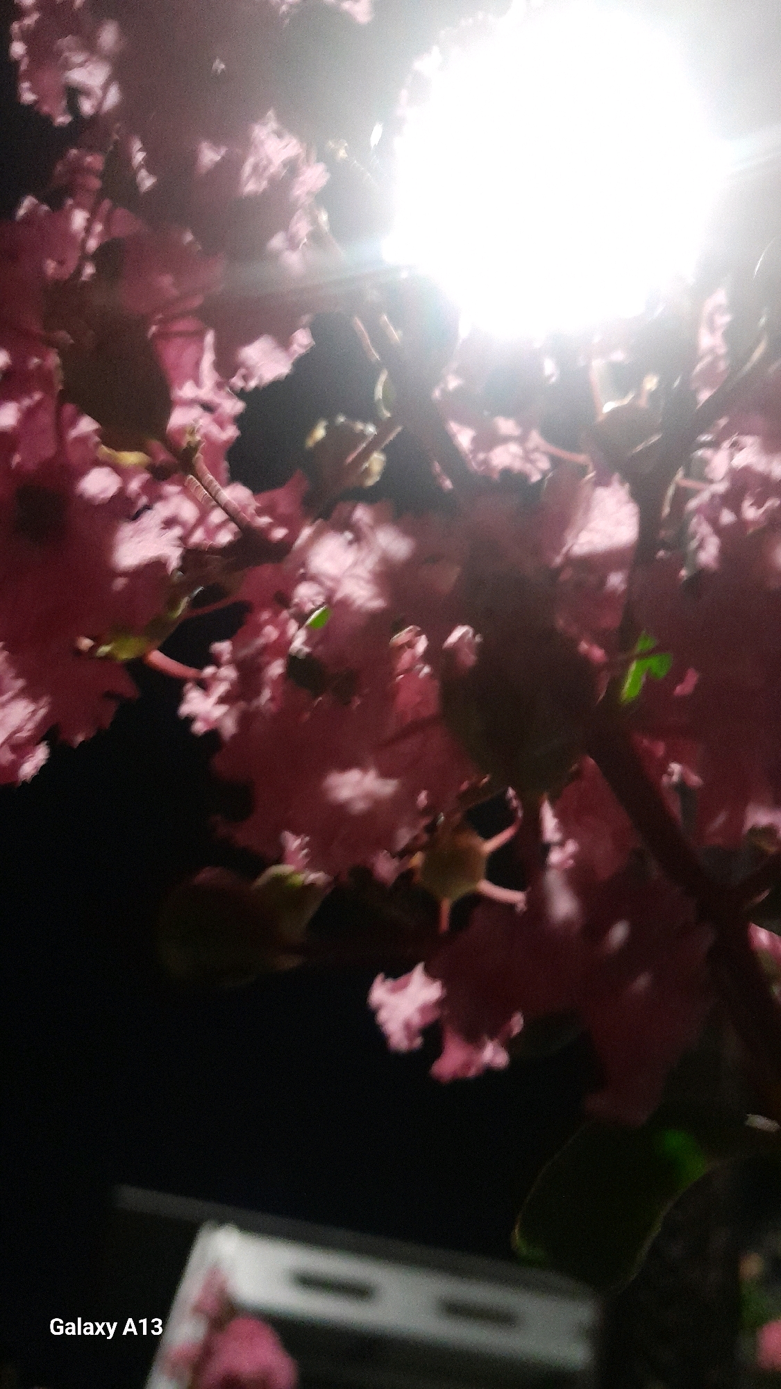 A close-up, low-angle shot captures a cluster of pink flowers, possibly crepe myrtles, illuminated by a bright light source from above. The flowers are in sharp focus, with delicate petals and visible stamens. Branches and leaves are interspersed among the blooms, some appearing dark and silhouetted against the light. The background is a deep black, suggesting it is nighttime. The bottom left corner of the image displays the text "Galaxy A13," indicating the device used for capture. The scene appears to be outdoors, possibly in a garden or street in Hadipolo, Indonesia, though no specific landmarks confirm the location beyond the watermark. The overall impression is one of nature's beauty highlighted by artificial light.