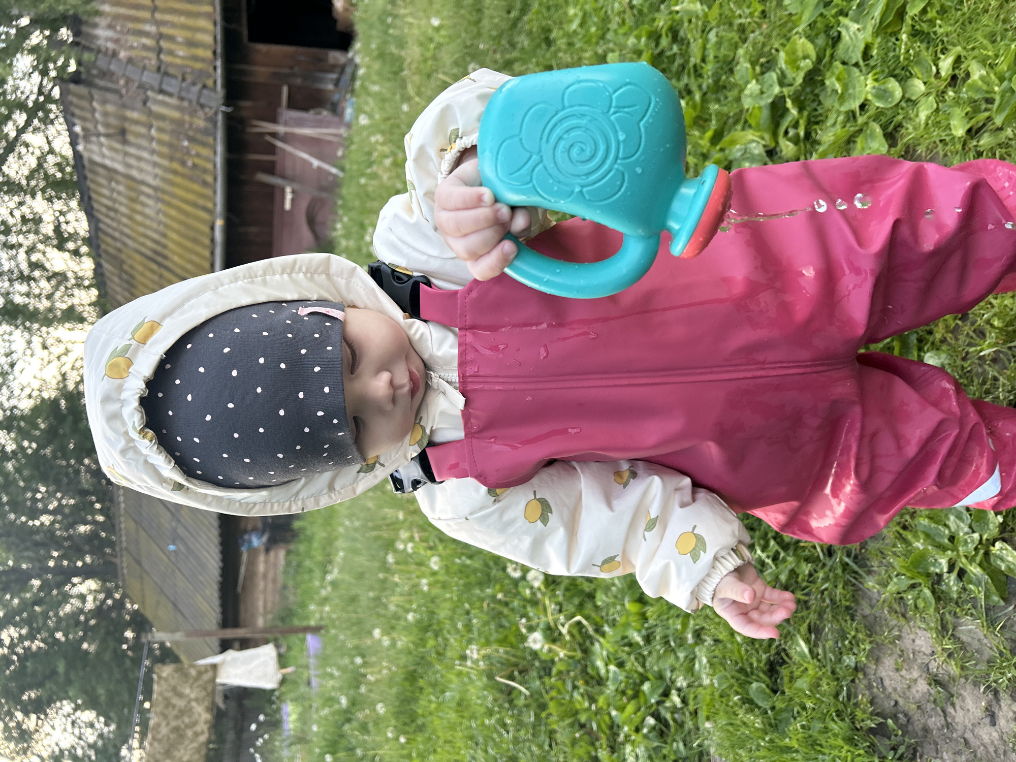 A young child, appearing to be a toddler, stands outdoors in a rural, grassy environment in the city of Азинский, Russia. The child is positioned centrally in the frame, dressed in protective rain gear: a dark gray beanie with white polka dots, covered by a light cream-colored hooded jacket featuring a yellow lemon and green leaf pattern, and bright magenta waterproof overalls.
The child holds a teal and orange toy watering can in their right hand, from which water is actively pouring onto the right leg of their overalls and the ground below. The child's gaze is directed downwards towards the streaming water. Their left hand is open and held by their side. Water droplets are visible on the magenta overalls.
The immediate foreground consists of green grass interspersed with numerous white dandelion seed heads. In the midground and background, two weathered wooden outbuildings with dark, aged roofs are visible under a bright, possibly overcast sky. The roof of the building to the right exhibits distinct patches of yellow-green moss or lichen. To the left, a clothesline with two items of laundry hangs between wooden posts, partially obscured by greenery. Trees with sparse foliage are visible against the sky above the buildings.