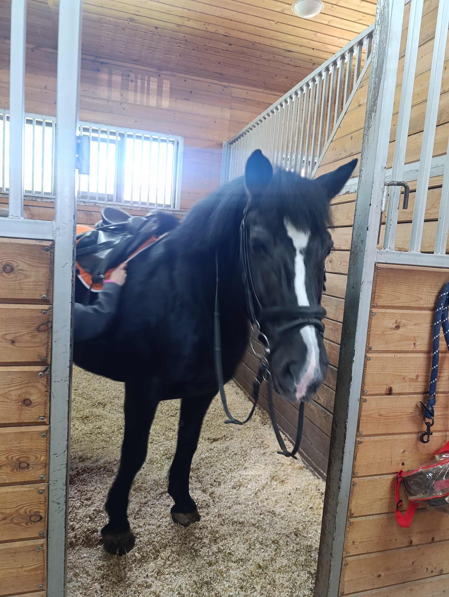 A black horse with a white blaze on its face stands in a stable stall. The horse is wearing a bridle and a saddle with an orange pad underneath. A person's hand is adjusting the saddle. The stall is made of wood and has metal bars. There are windows with metal grates in the background, letting in light. The floor of the stall is covered in wood shavings. A red bag with transparent sections and a blue rope with a metal clasp hang on the stall wall.