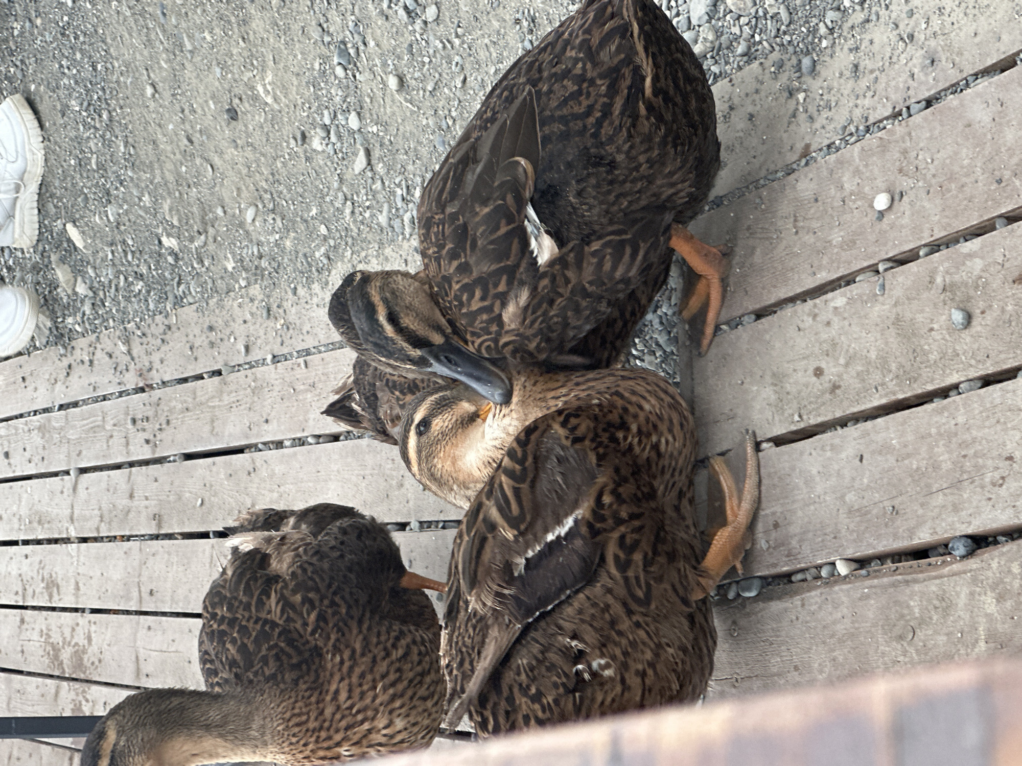 Four mallard ducks are gathered on a wooden deck next to a gravel area. One duck is partially visible on the left, facing away from the camera. Three other ducks are in the center and right of the frame, with two facing each other closely and one facing to the right. The ducks have brown and black mottled plumage and orange feet. The wooden deck appears worn, with visible planks and gaps. Small pebbles are scattered on the deck and in the adjacent gravel area. In the upper background, two white sneakers are visible on the gravel, indicating the presence of at least one person, though no individuals are fully in frame. The scene appears to be an outdoor environment, possibly a park or waterfront area in Nizhnyaya Shilovka, Russia.