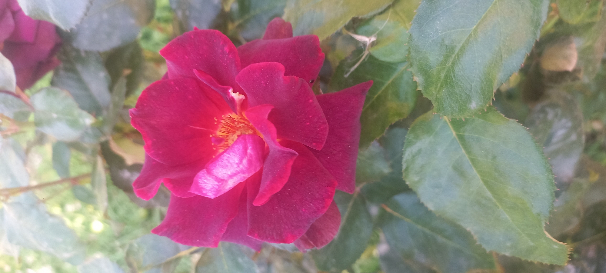 A close-up, vertical shot captures a vibrant, deep pink rose in full bloom. The rose's petals are layered and slightly ruffled, with a lighter pink hue subtly appearing in the center and on one prominent petal. The flower's stamen are visible as thin, yellow-orange threads. The rose is surrounded by lush, green leaves, some of which are slightly out of focus, creating a soft bokeh effect. The background is a blur of green and light, suggesting an outdoor garden setting. The image is devoid of any human presence or activity. The specific location within Islamey, Russia, is not discernible from the visual information provided.