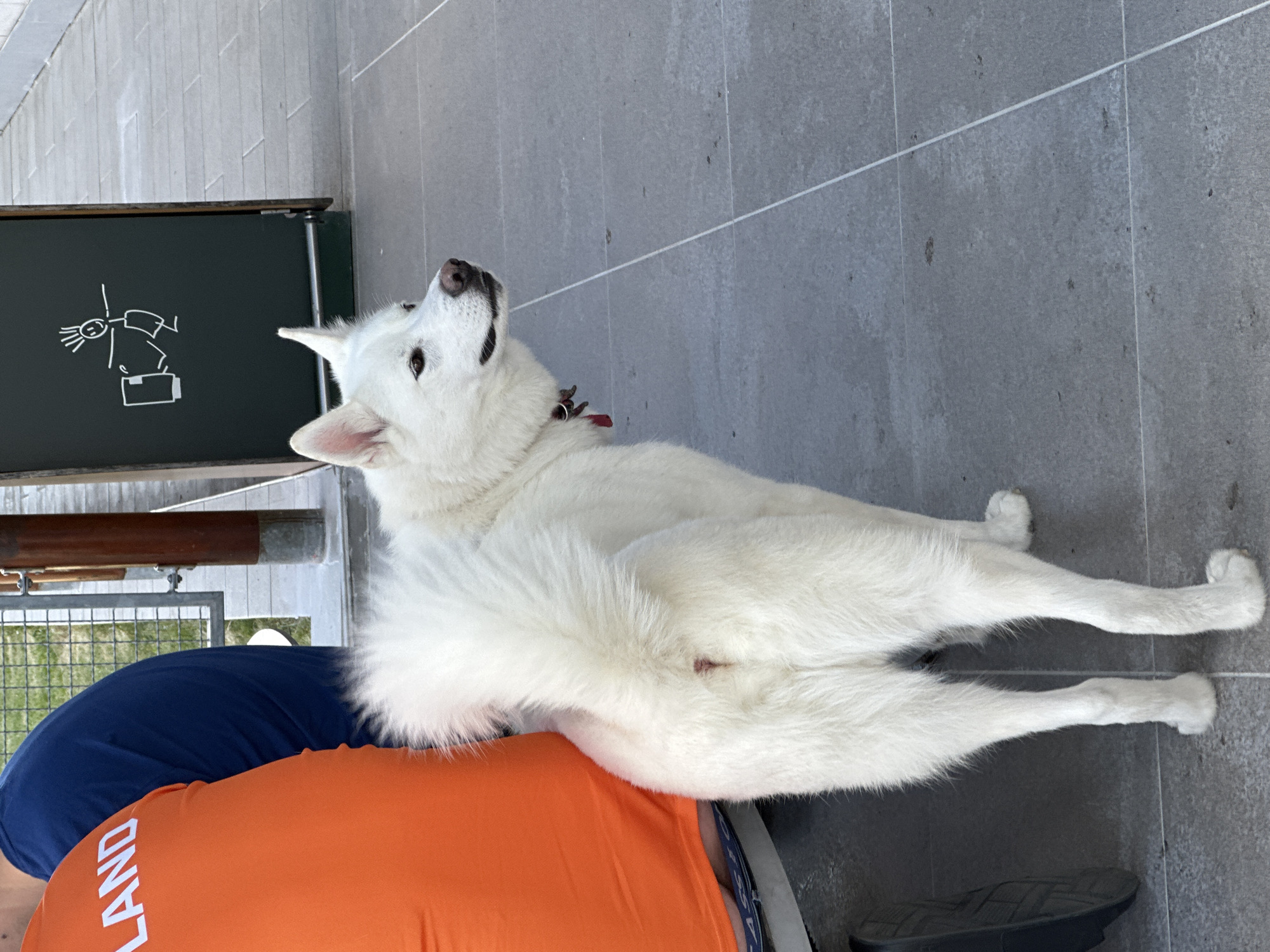 A medium shot captures a fluffy white dog lying on a tiled outdoor floor. The dog is looking up and to its left with a curious expression. It has a red collar. Behind the dog is a dark green board with a chalk drawing of a stick figure holding a broom and a suitcase. The dog is positioned on top of two people wearing bright orange and navy blue shirts. The orange shirt has white text on it. The scene appears to be an outdoor seating area, possibly a cafe or park, given the presence of tables and a grassy area visible through a metal fence in the background. The lighting suggests it is daytime, with clear weather. The presence of the people and the dog indicate a relaxed, possibly social, outing. The location context is Veliko Tarnovo, Bulgaria.