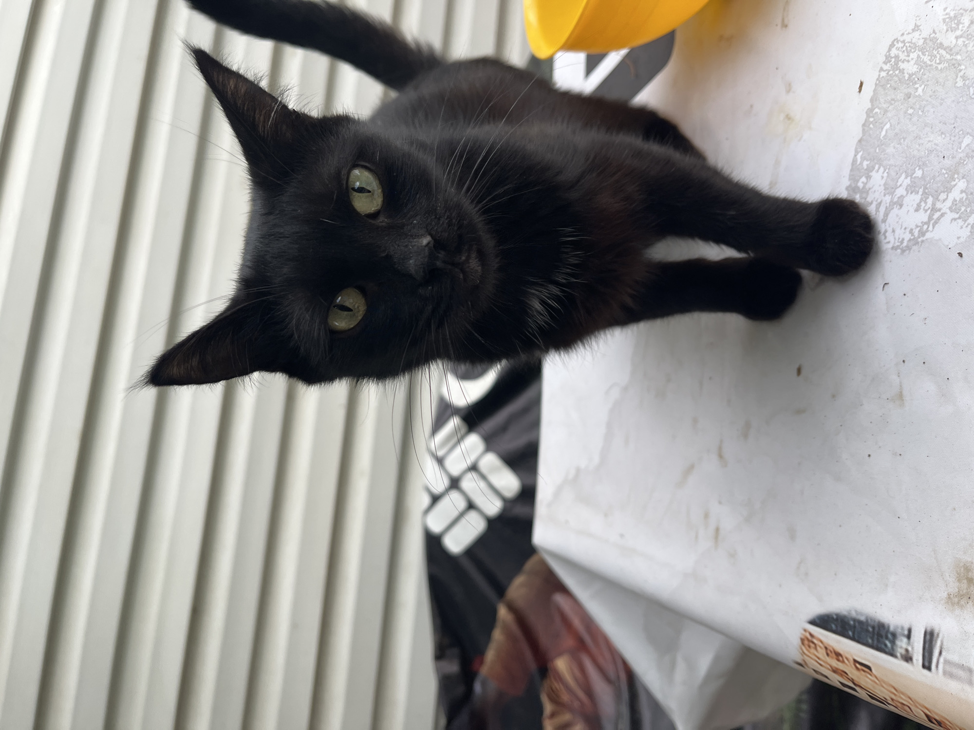 A black cat with green eyes is looking up at the camera. The cat is lying down on a white surface, possibly a table or a piece of furniture. The background is a light-colored, ribbed wall. A yellow object is partially visible in the upper right corner. The cat's fur is short and appears sleek. Its ears are pointed and erect, and its whiskers are prominent. The cat's expression is alert and curious. The lighting suggests it is daytime. The image is a close-up, focusing on the cat's face and upper body. There is no visible text in the image.