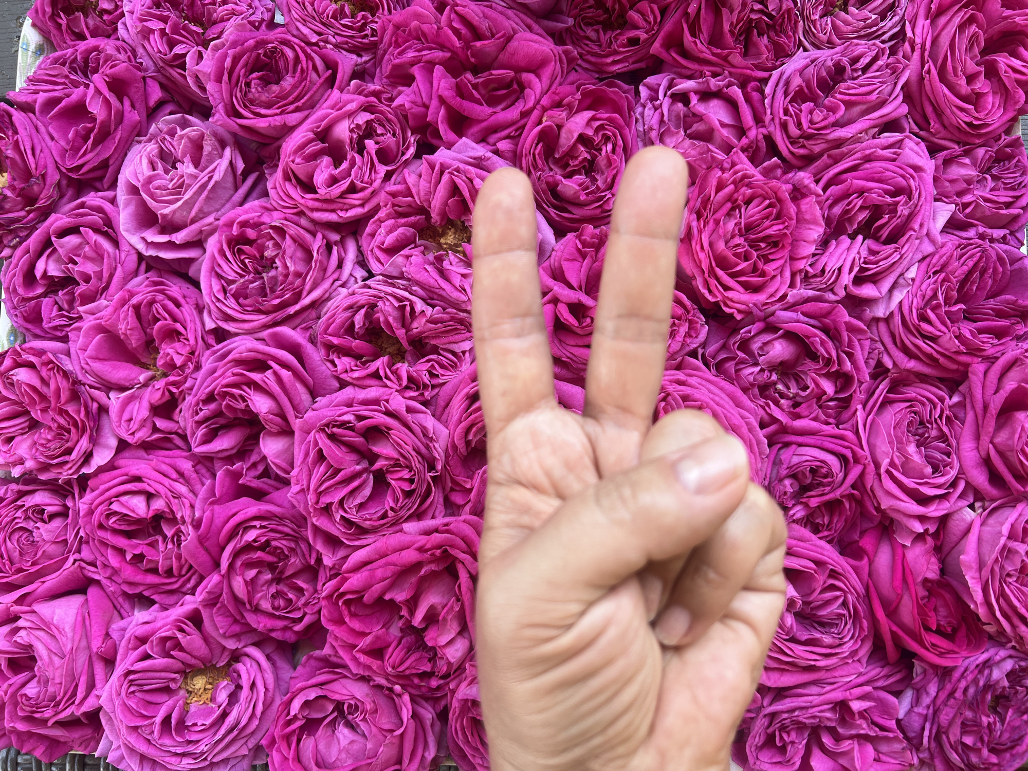 An overhead, medium shot captures a person's hand gesturing the peace sign in front of a dense field of bright pink roses. The hand is positioned in the lower left quadrant of the frame. The fingers are extended and pointing upwards, with the index and middle fingers forming a 'V' shape. The roses are densely packed, creating a textured background of vibrant fuchsia and magenta hues. The lighting is bright, illuminating the petals and the skin on the hand. The origin of the image is unknown, and there are no discernible environmental details that would indicate a specific location within a city.
