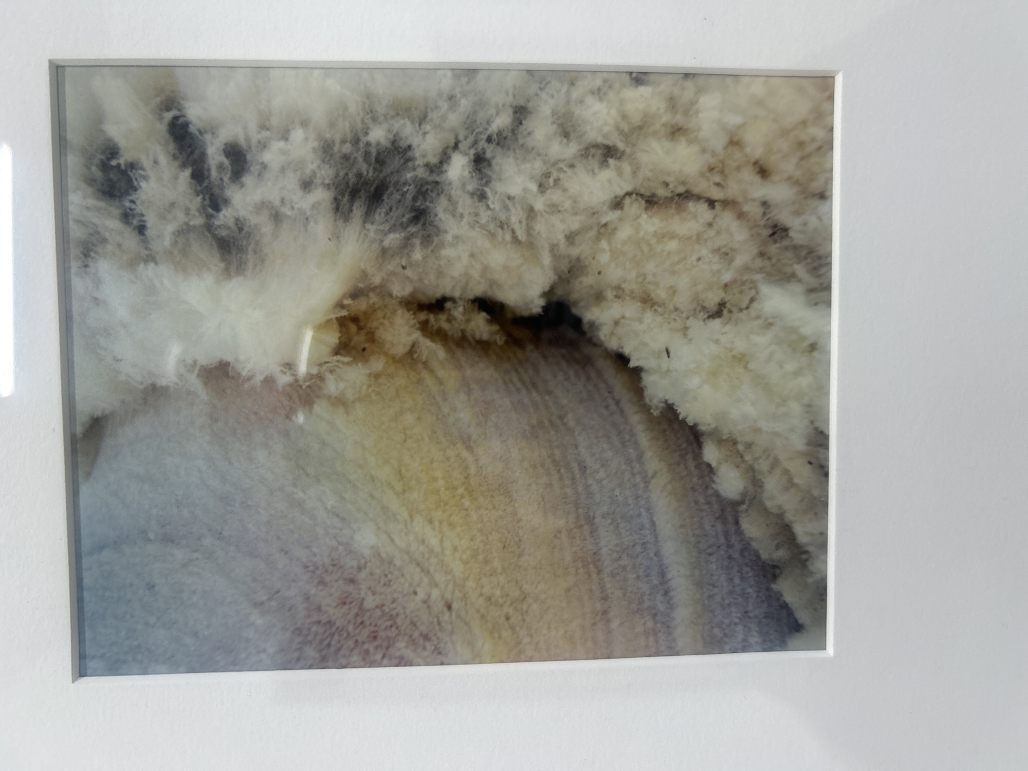A close-up photograph of a framed artwork hangs on a white wall. The artwork itself features an abstract composition with textures resembling wool or fibrous material, swirling around a central area with layered, curved formations of pale yellow, purple, and blue hues. The upper portion of the artwork displays dense, fluffy, white and gray-brown textures. The framed image is rectangular with a thin silver or gray frame and a wide white matte board. A subtle reflection is visible in the glass covering the artwork. The scene suggests an indoor setting, possibly a home or art gallery. There is no indication of the location being in Los Angeles, or the United States of America.