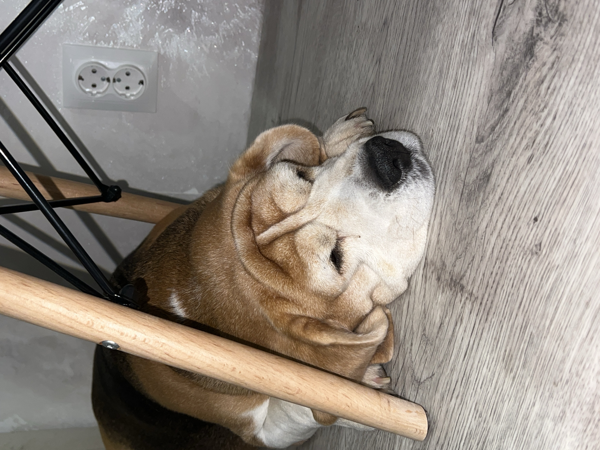 A dog lies asleep on a light-colored wooden floor. The dog, a bulldog, has wrinkled skin and a black nose. Its head is resting partially on a wooden chair leg. The chair has a black metal frame. In the background, a white electrical outlet is visible on the light-colored wall. The location cannot be determined from the image.