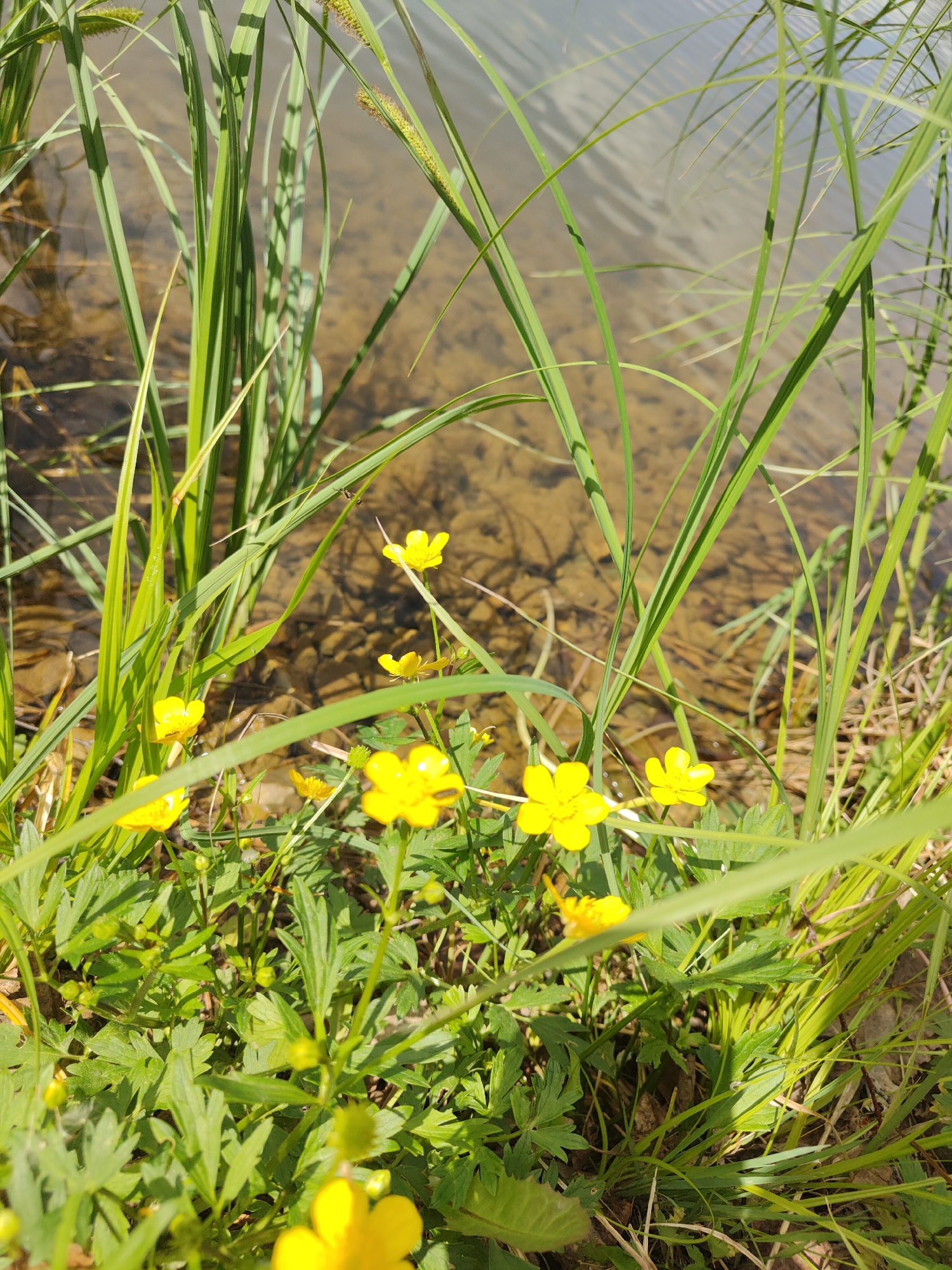 The image shows a close-up view of the edge of a body of water, possibly a lake or pond. Tall green grasses and reeds grow along the bank. In the foreground, there is a cluster of small yellow flowers, likely buttercups. The water is clear enough to see the bottom, which appears to be covered in pebbles and sediment. The location details are not discernible from this image.