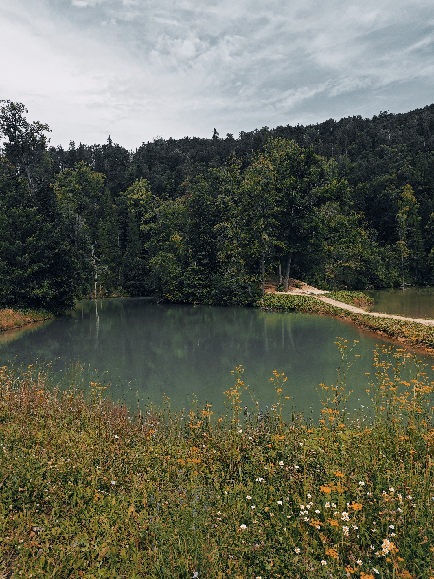A serene natural landscape is depicted, featuring a tranquil lake surrounded by dense, verdant forest. The water's surface reflects the overcast sky and the lush trees, creating a mirror-like effect. In the foreground, a wildflower meadow blooms with a variety of yellow and white blossoms interspersed with tall grasses. A narrow dirt path with vegetation lining its edges winds its way across a low rise, partially dividing the lake. The trees form a thick canopy that extends to the horizon, with the sky above being cloudy and muted in tone. The scene is calm and undisturbed, suggesting a remote, natural setting. This image is a scene from the city of Krasnyy Klyuch, Russia.