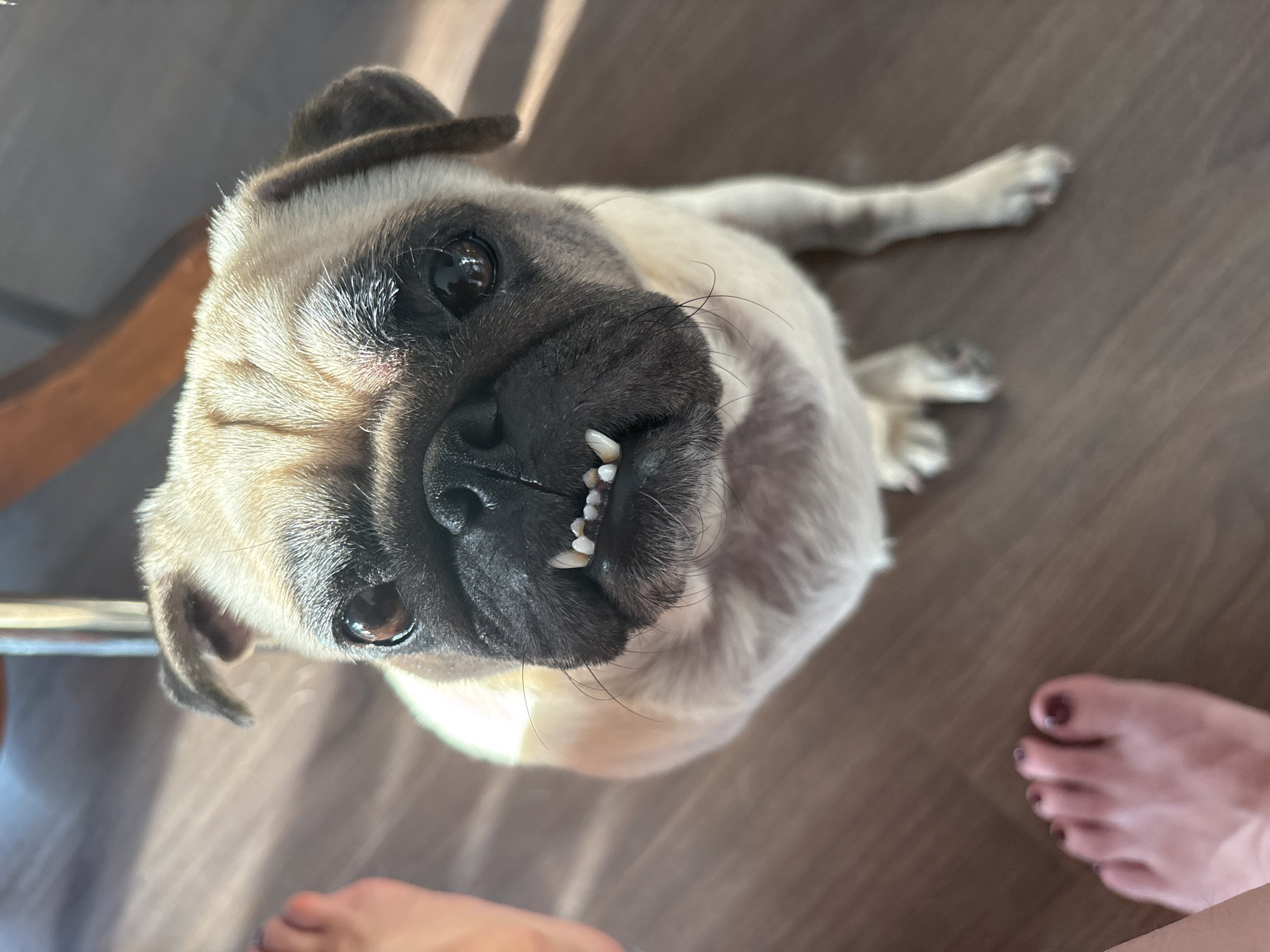 The image shows a pug looking up at the camera with its mouth open, revealing its teeth. The pug is a fawn color with a black muzzle and large, expressive eyes. The dog is sitting on a wooden floor, and in the background, there are hints of furniture and sunlight casting shadows. The lower portion of the image also shows two feet, likely belonging to the person taking the photo. The scene appears to be indoors, possibly in a home. There is no identifiable information in the image that would suggest a location in Sochi, Russia.