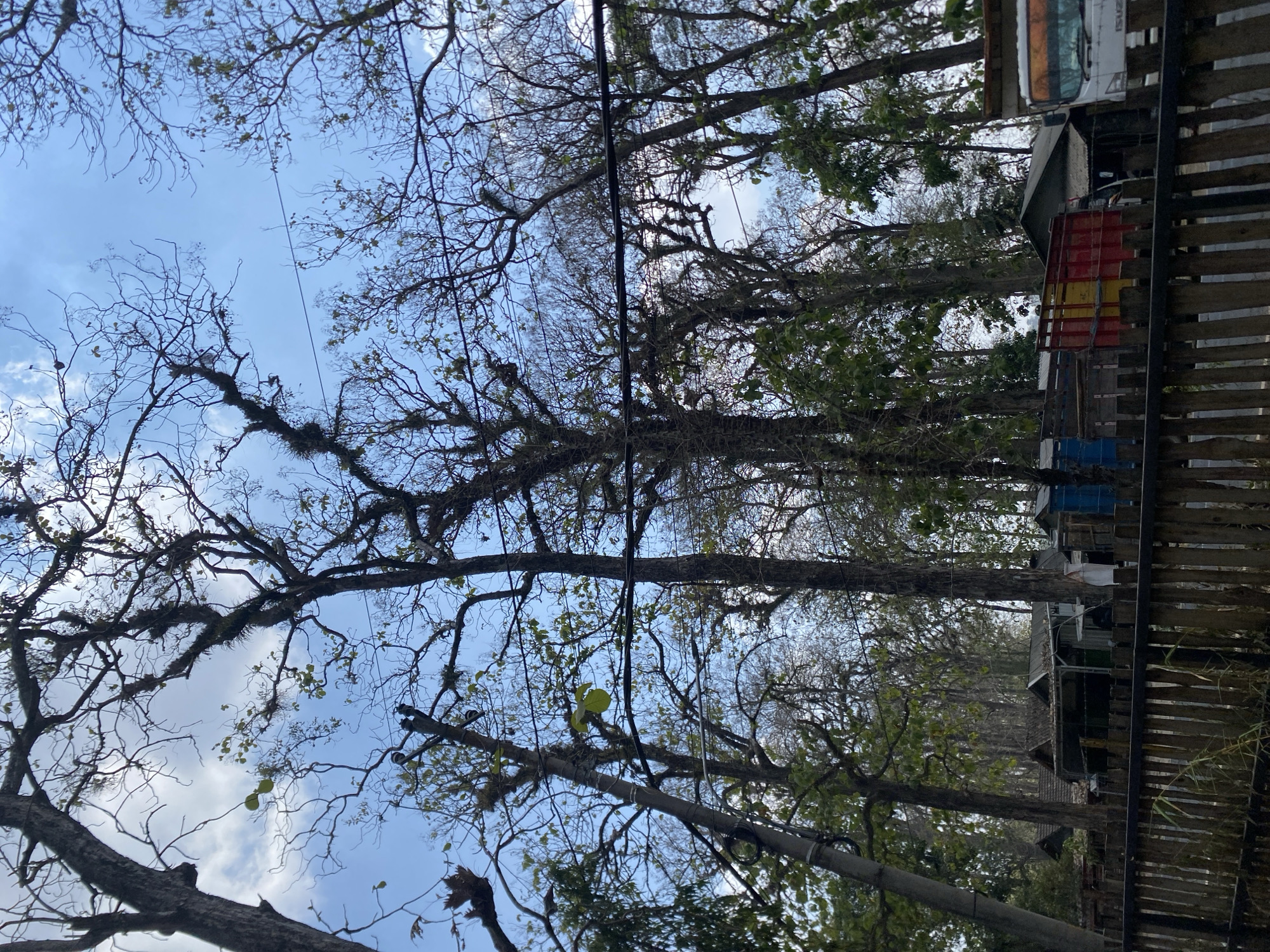 The image shows a street scene in Ketileng, Indonesia, featuring a wooden fence in the foreground, behind which are several structures including sheds and a white truck. The sky is visible above, partially obscured by the branches of tall trees. The trees have a bare, skeletal appearance with some sparse foliage, and some are adorned with epiphytic plants. Power lines stretch across the upper portion of the scene. The overall impression is of an outdoor area with a mix of natural elements and human-made structures.