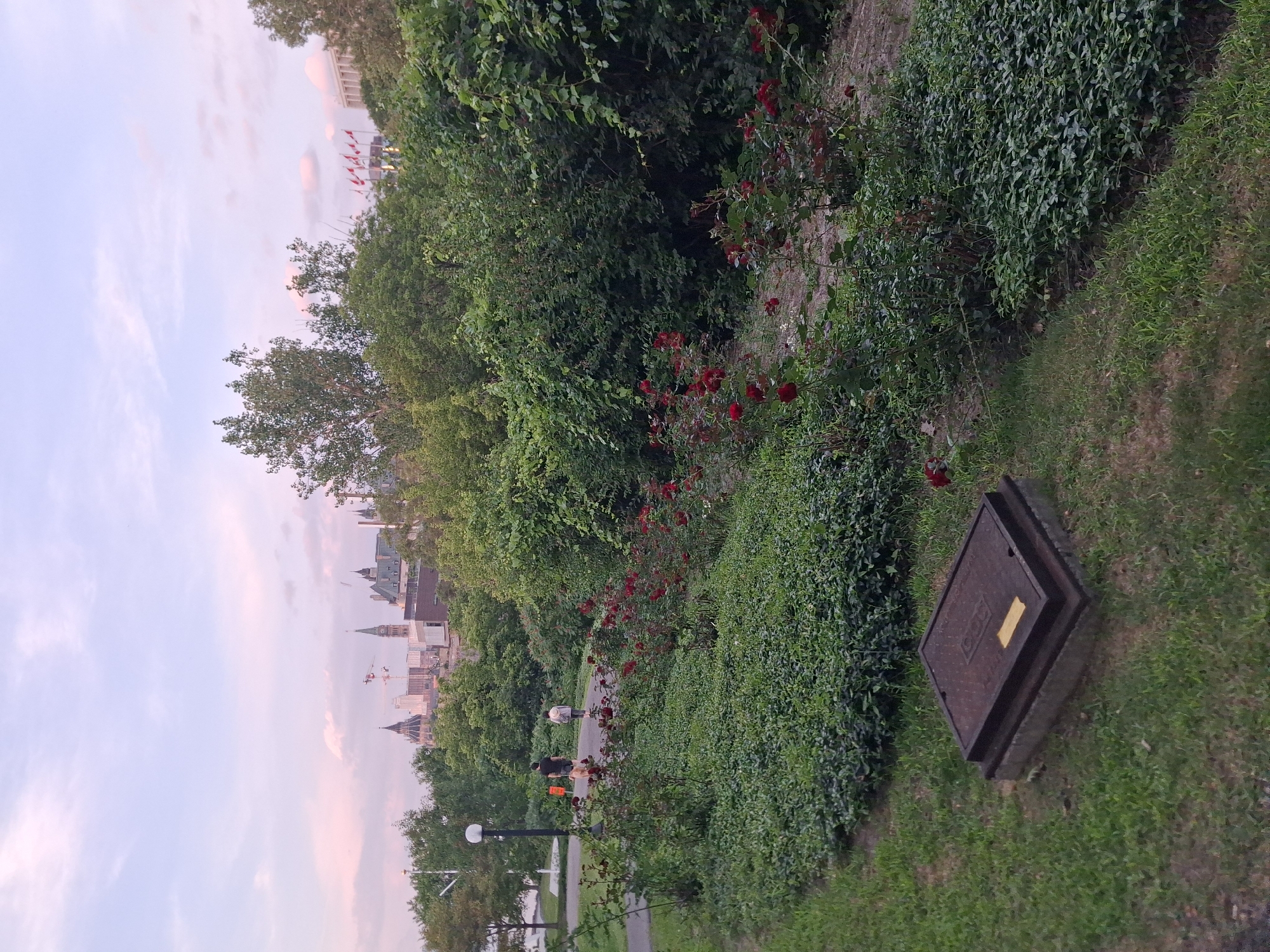The image captures a serene park scene with a cityscape in the background, likely taken in Ottawa, Canada. In the foreground, a dark, rectangular manhole cover sits on a patch of green grass. A paved pathway curves through the park, bordered by lush green bushes and vibrant red rose bushes in bloom. Two individuals, one appearing to be an adult and the other a younger person or child, are walking along the path with a dog. In the middle ground, a lamppost stands beside the path, and dense trees create a natural barrier. The background reveals the Parliament Hill buildings, characterized by their distinctive architecture and spires, with construction cranes visible, suggesting ongoing development. A row of Canadian flags are also visible in the distance, mounted on poles. The sky above is a soft pastel of pink and blue, indicative of either dawn or dusk.