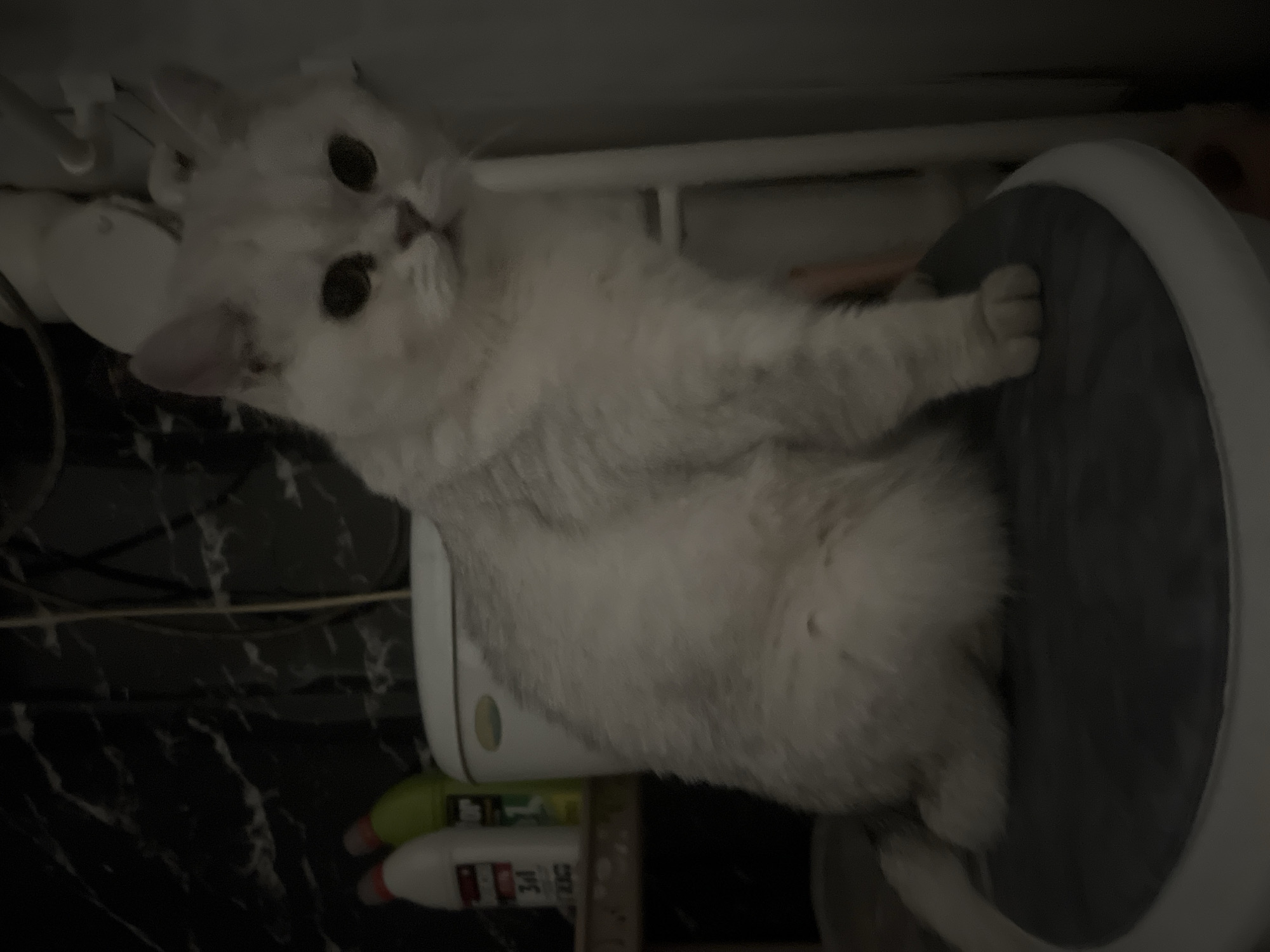 A light-colored cat with round eyes is lying on a round, dark gray object with a white rim. The cat is positioned in front of a dark surface, possibly a countertop, with cleaning supplies visible in the lower-left area. The background is dark. The location and city are unknown.
