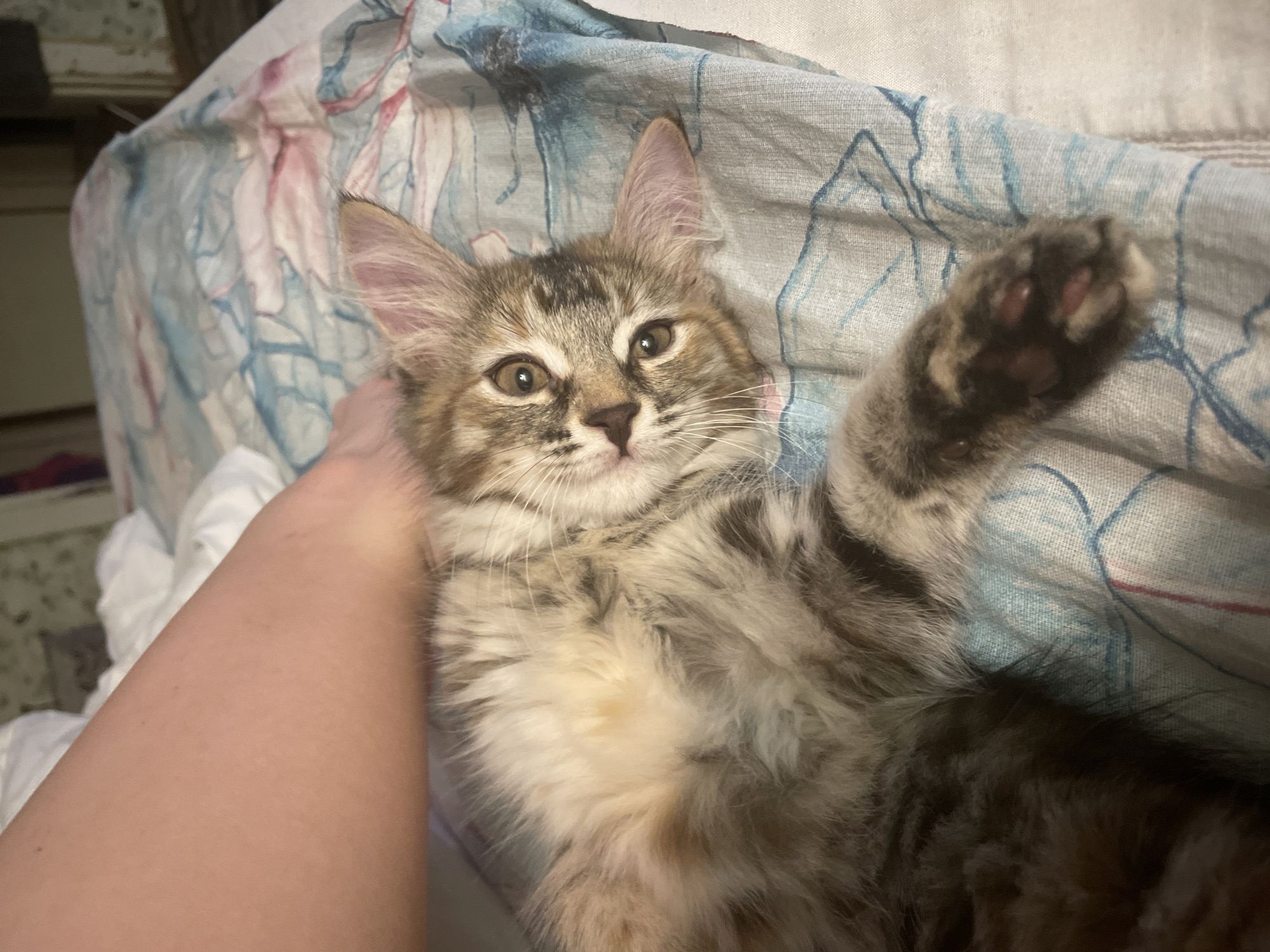 An overhead shot shows a fluffy, tan and brown tabby kitten lying on its back on a patterned blue and white comforter. A person's bare arm, covered in fine, light-colored hair, is visible in the upper left corner, with a hand gently stroking the kitten's back. The kitten's chest is light tan, and its paws are dark brown with pink paw pads. The kitten's face is turned slightly to the right, with large, expressive amber eyes and white whiskers. The background is out of focus but appears to be a bedroom setting with white bedding and a patterned wallpaper.