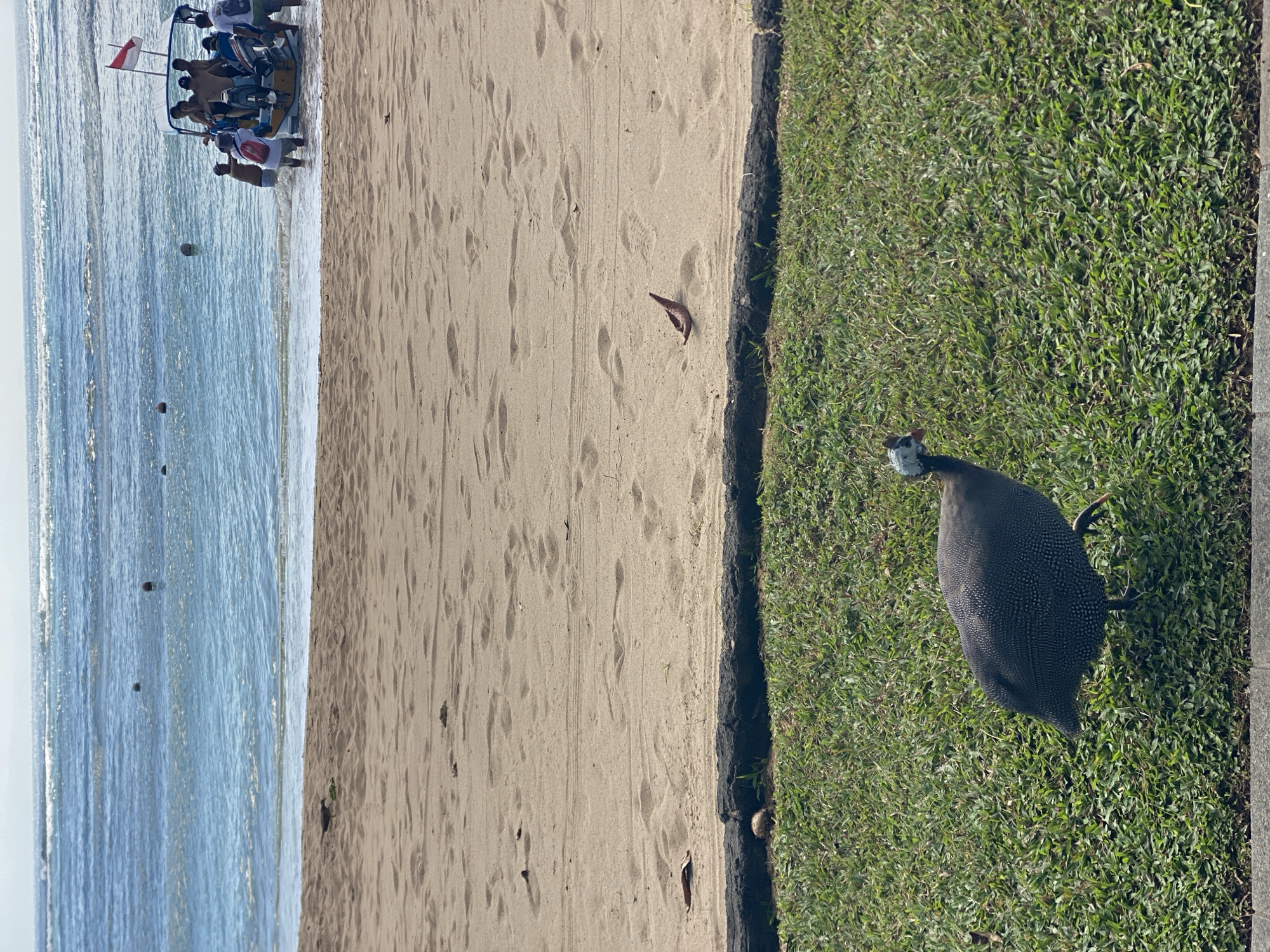 The image depicts a beach scene in Kuta Selatan, Indonesia, split into thirds. On the left, the ocean meets a sandy beach. A boat with multiple people is visible near the shore. The middle section shows the sandy beach with visible footprints and a lone brown leaf. On the right, a guinea fowl stands on a patch of green grass. The scene is captured in daylight, suggesting it is likely daytime.