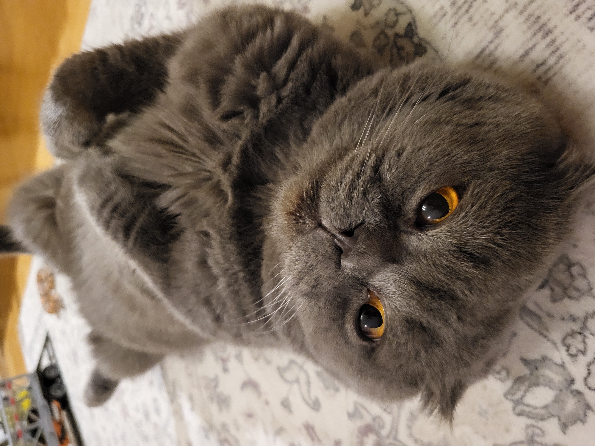 A gray cat is lying on its back on a patterned rug. The cat's eyes are wide and orange, and its mouth is slightly open. Its paws are curled up in its chest. The cat appears to be relaxed and comfortable. In the background, there is a blurred image of a toy truck and another cat. The lighting in the image is soft and natural, creating a warm and inviting atmosphere. The focus is on the cat's face, highlighting its expressive eyes.