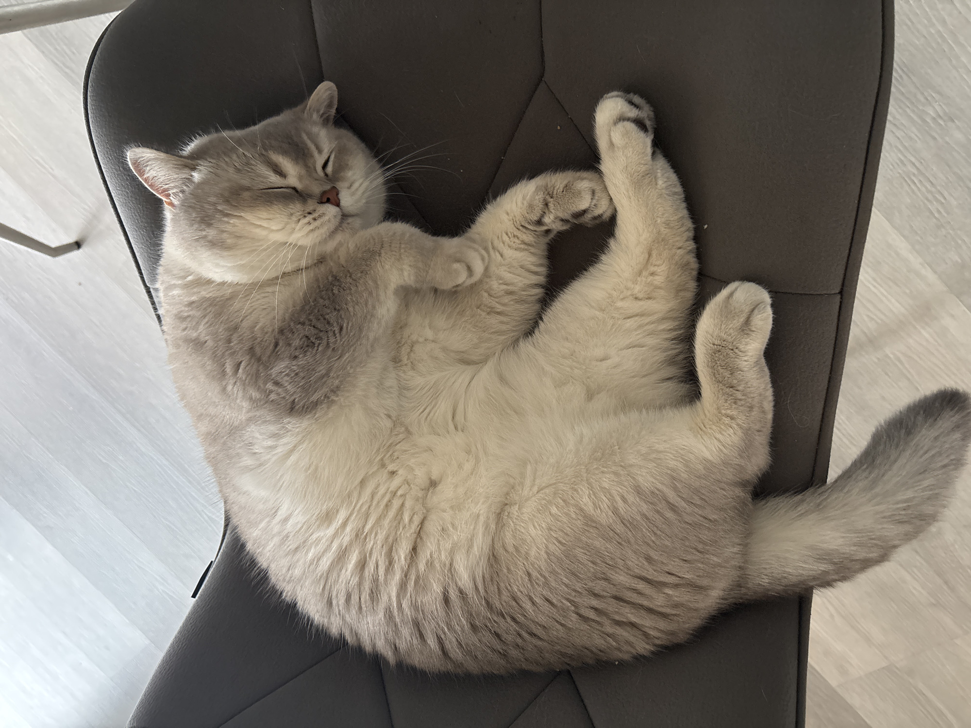 A light-colored cat is captured in a peaceful sleep on a dark grey upholstered chair. The cat, with its eyes closed and a serene expression, is curled up comfortably on its side, with its paws tucked in. Its fur is a soft blend of creamy white and light grey, showcasing subtle darker grey points on its ears, nose, and tail. The tail, fluffy and well-groomed, extends towards the lower right of the frame. Dark paw pads are visible on its feet.
The chair beneath the cat is dark grey, possibly leather or faux leather, featuring subtle geometric stitching patterns on its surface, particularly noticeable on the seat and backrest. The setting appears to be indoors, likely a home, with a light-colored, possibly wooden or laminate floor visible in the background, featuring horizontal planks. A metallic leg, possibly belonging to another piece of furniture or the chair itself, is partially visible in the upper left corner. The lighting is soft and even, suggesting a calm, daytime environment. The image conveys a strong sense of comfort and tranquility. No text is visible in the image.