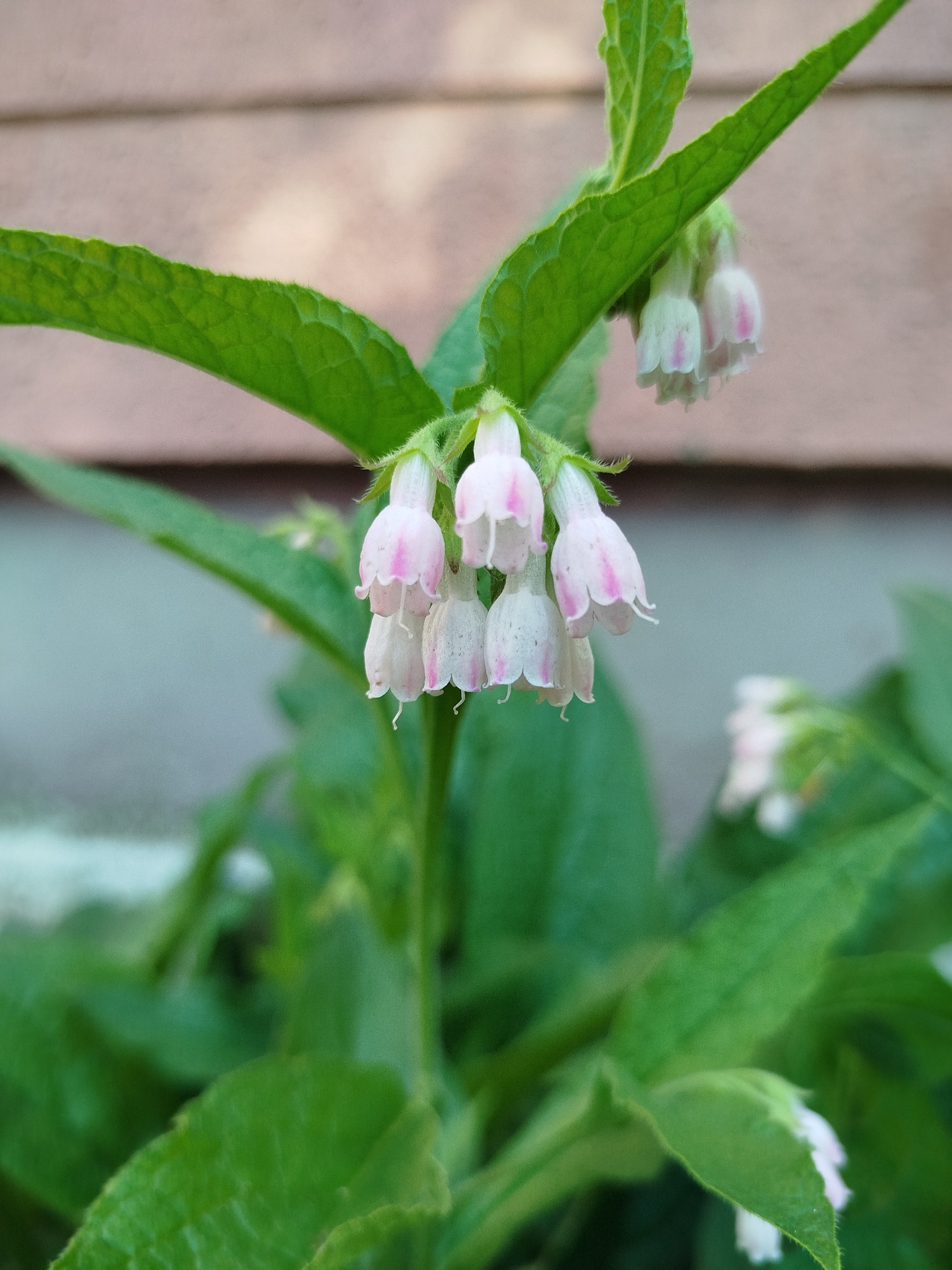 A close-up, shallow depth-of-field shot shows a cluster of bell-shaped, pink-tinged white flowers hanging from a green stem. The flowers are grouped together, with some in sharp focus and others blurred. Lush green leaves surround the flowers, some of which are also out of focus. In the background, a blurred wooden wall with horizontal planks is visible, rendered in muted brown tones. A faint, light blue area is also present in the background to the left. The overall scene suggests an outdoor setting, possibly a garden or a natural area within the city of Navapolatsk, Belarus. No people or animals are present in the image.