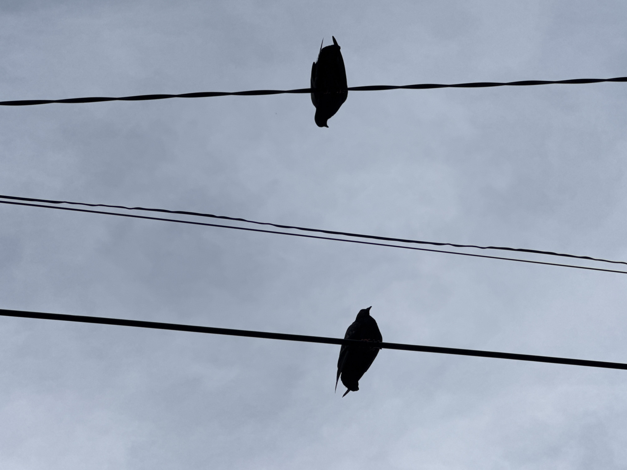 Two pigeons are silhouetted against a cloudy sky, perched on separate power lines. The pigeon on the left is facing to the right, its tail feathers slightly fanned out. The pigeon on the right is facing to the left, with its body more rounded. Several power lines run vertically through the frame, with a darker, twisted cable in the center. The overall impression is one of stillness and quiet observation, as the birds rest against the backdrop of an overcast day. The scene is typical of urban environments worldwide, and could be found in any city, including Nha Trang, Vietnam.