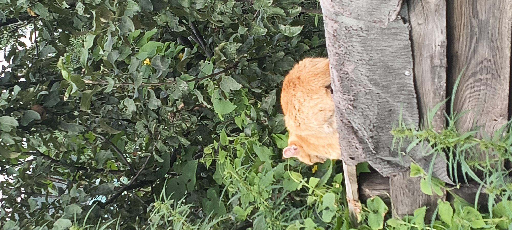 An orange cat is resting on a wooden structure. The cat is facing to the left, with its head down and its back to the viewer. The cat has fluffy fur and appears to be asleep. The wooden structure is rough and appears to be weathered. Behind the cat and the structure, there is a dense growth of green foliage, including trees and smaller plants. The overall impression is of a domestic animal in a natural, outdoor setting. The location is specified as Chemal, Russia.