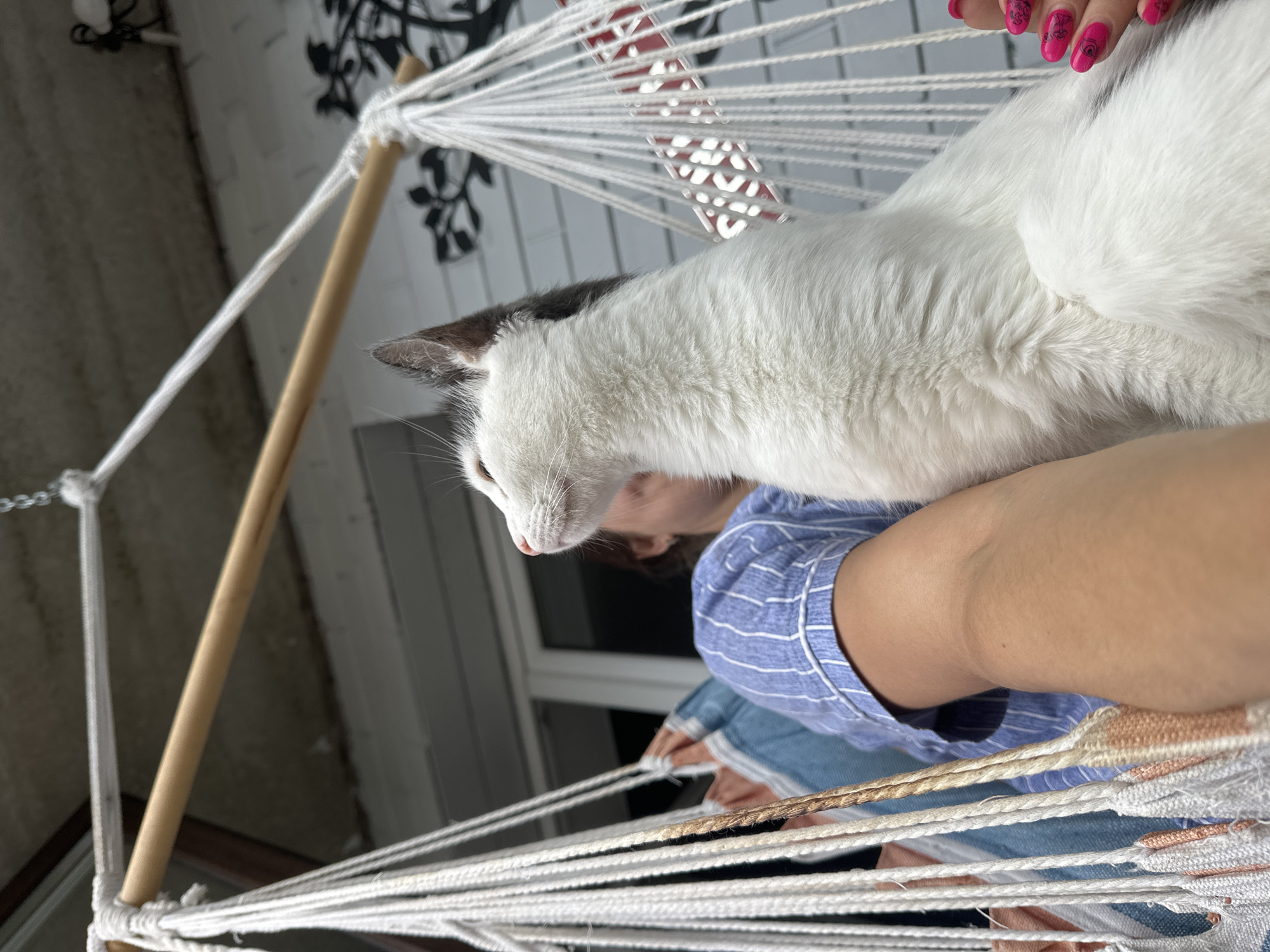 A white and grey cat is perched on a person's arm, which is resting on the colorful fabric of a hanging hammock. The cat is facing to the left, its head tilted upwards, with its ears perked. The person is wearing a blue and white striped shirt. The hammock is suspended from a wooden bar, and white ropes hold it in place. In the background, a white brick wall with a black decorative tree silhouette is visible. The scene appears to be outdoors, possibly on a porch or patio. The image does not contain information that specifies a location in the city of Vladimir, Russia.