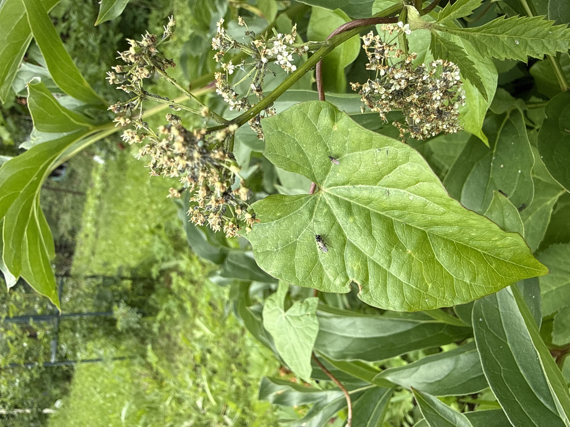 The image shows a close-up view of green foliage and small white flowers, possibly in a garden setting. The leaves are a vibrant green, with one large, heart-shaped leaf in the center of the frame. Two small, dark insects, resembling flies, are visible on this leaf. Delicate clusters of tiny white flowers are scattered throughout the image, some appearing dried and past their prime. A thin, reddish-brown vine or stem winds its way through the greenery. In the background, out of focus, there is a patch of blurry green grass and what appears to be a black metal fence or garden structure. The lighting suggests it is daytime, with soft shadows indicating possibly overcast conditions or dappled sunlight. The location is identified as Дзержинец-83 Снт, Russia. There is no visible text in the image. The scene conveys a natural, outdoor environment, with a focus on the details of plant life and small insects.