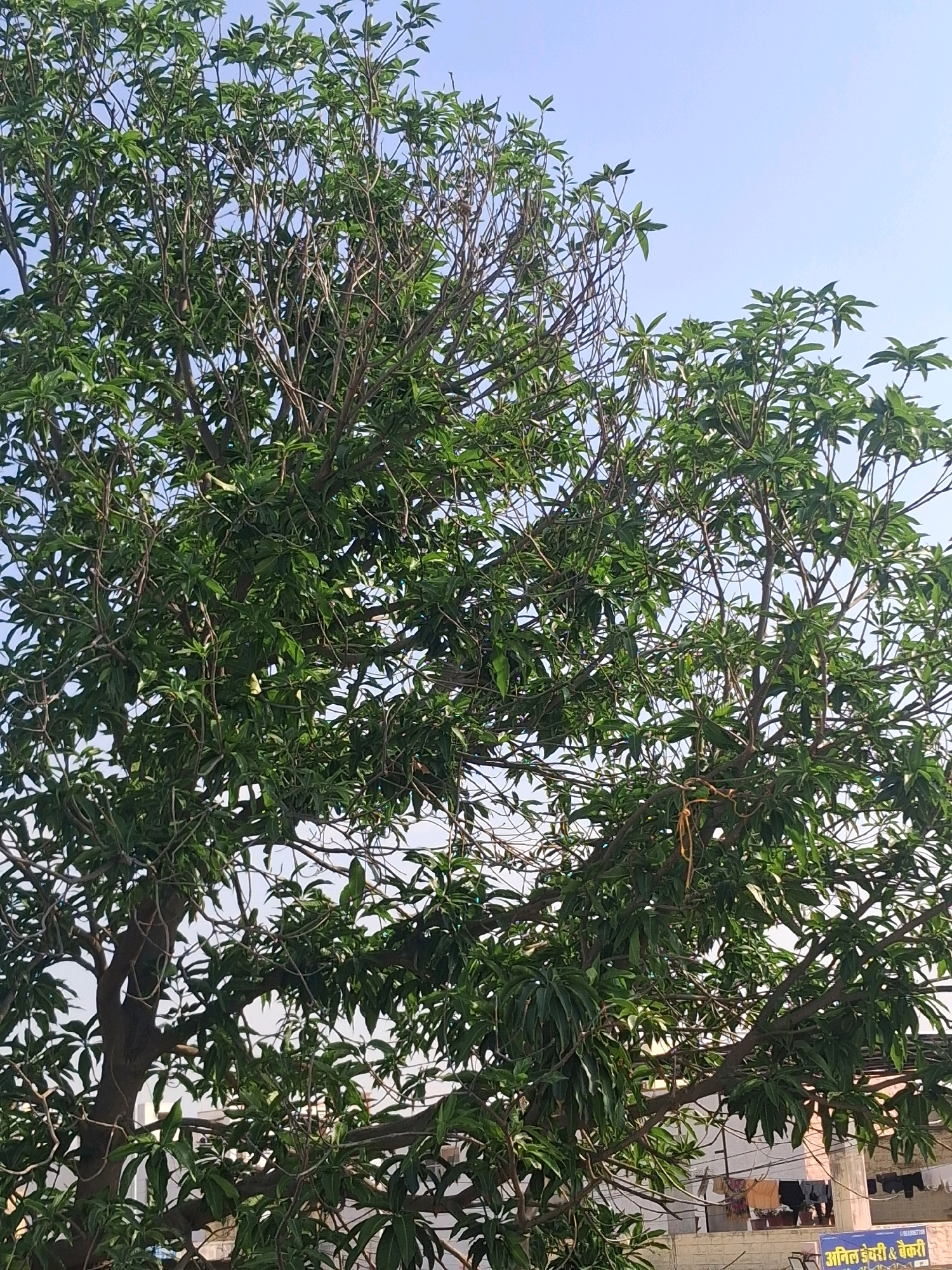 The image captures a vibrant, leafy tree, likely a mango tree given its commonality in Jodhpur, India, against a clear blue sky. The tree's branches are thick and numerous, creating a dense canopy of green foliage. Some bare branches are visible interspersed with the leaves, suggesting seasonal changes or the natural growth pattern of the tree. In the background, there is a glimpse of buildings with architectural elements typical of Jodhpur, with some light-colored walls and what appears to be a rooftop. A sign in Hindi is partially visible on one of the buildings, suggesting a commercial establishment. The overall scene is one of natural beauty intertwined with urban life in Jodhpur.