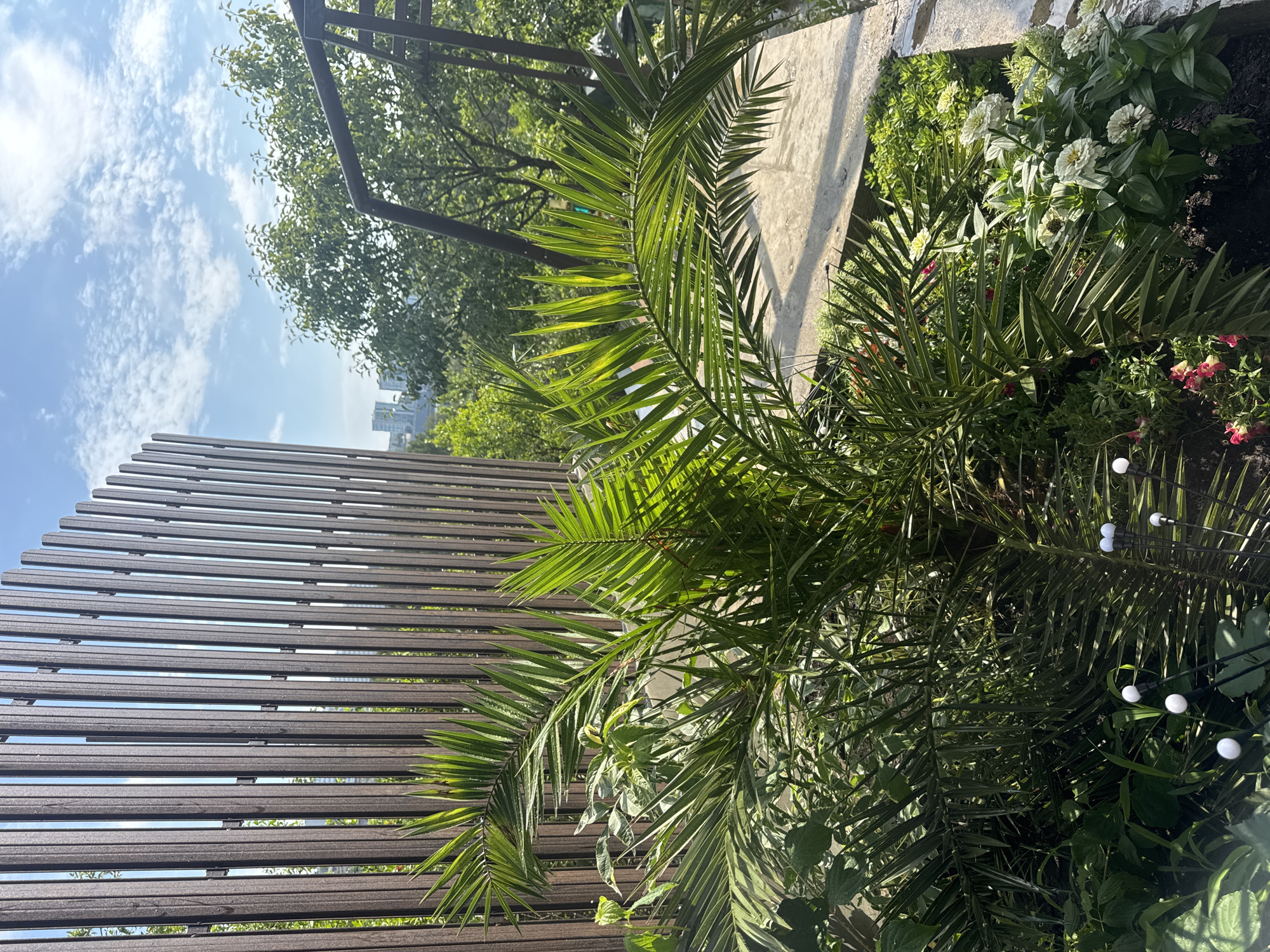 The image shows an outdoor urban garden with lush green foliage, including palm fronds and flowering plants, in the foreground. A dark wooden slat fence runs vertically along the left side of the frame, with glimpses of buildings and trees in the background. The sky is a clear blue with scattered white clouds. The overall scene suggests a well-maintained garden area within a city, potentially a balcony or rooftop garden, offering a naturalistic contrast to the urban landscape.