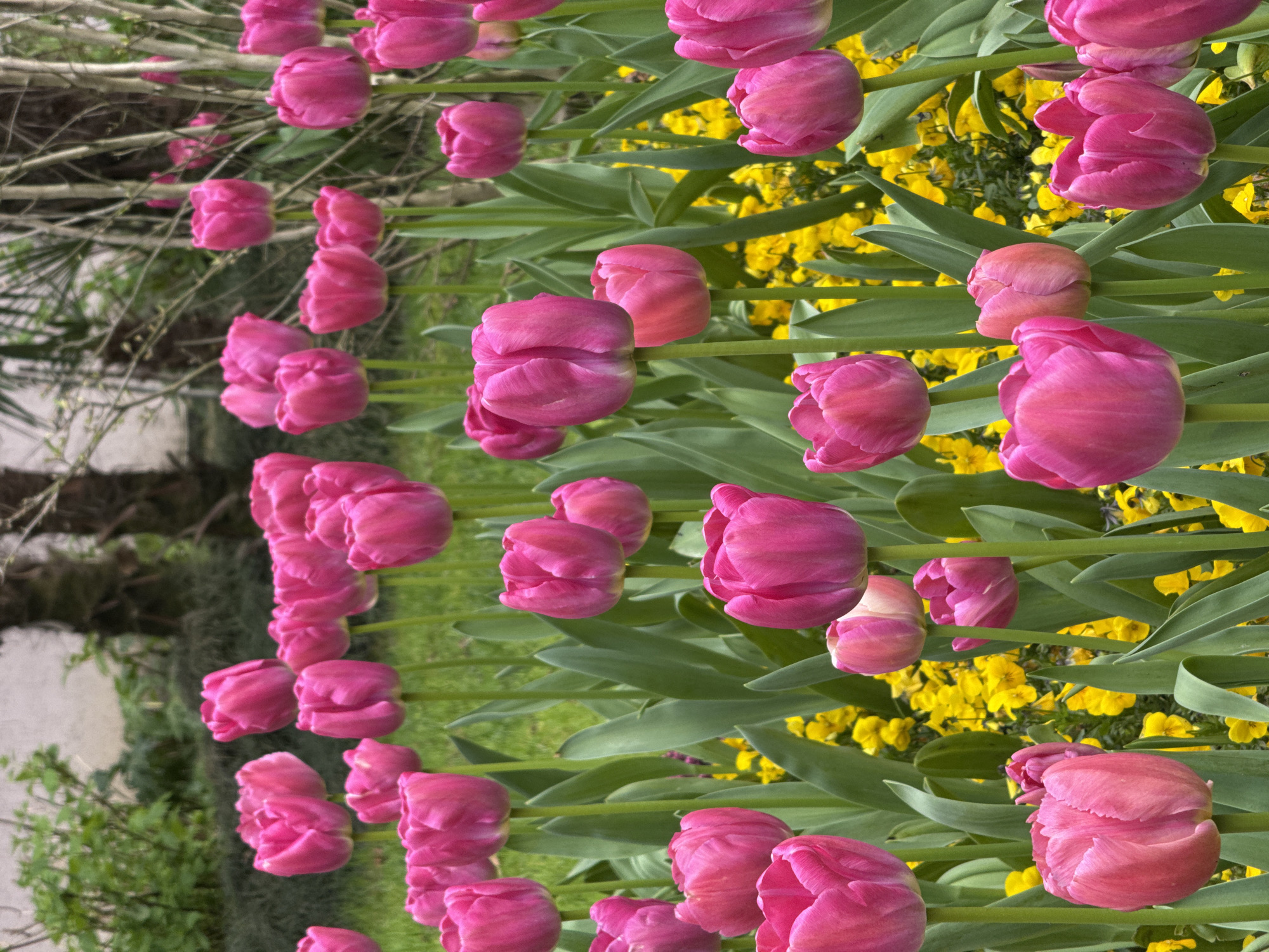The image shows a flowerbed with pink tulips and yellow flowers. The tulips are the main subject, with the yellow flowers serving as a background. The stems and leaves of the tulips are green. The location is likely Sochi, Russia, given the prompt's specification, but there are no other details in the image to confirm it. The scene is a garden or park setting, with various plants and trees visible in the blurred background. The lighting suggests it's daytime.