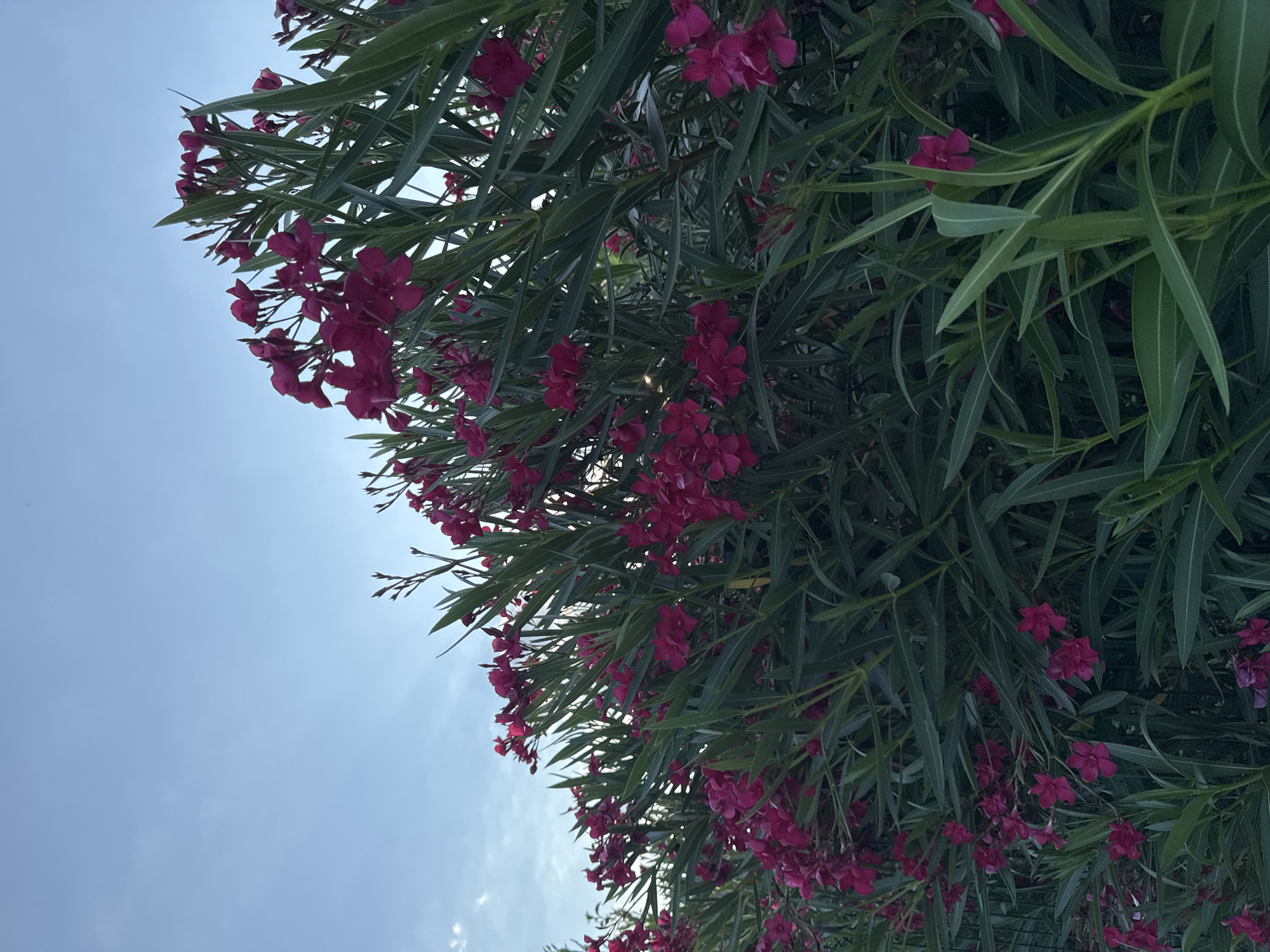 An outdoor, eye-level, medium shot captures a dense, green shrub with numerous bright pink oleander flowers in full bloom. The shrub occupies the majority of the frame, with its leaves and blossoms extending from the bottom to the top edge. The sky above is a pale blue with subtle, wispy clouds, and light rays are visible piercing through the foliage. The image appears to be taken in natural daylight, possibly during the late afternoon or early morning, given the soft lighting. The setting is likely a garden or a street lined with similar landscaping, though no urban structures are directly visible. There are no people or animals present in the image.
