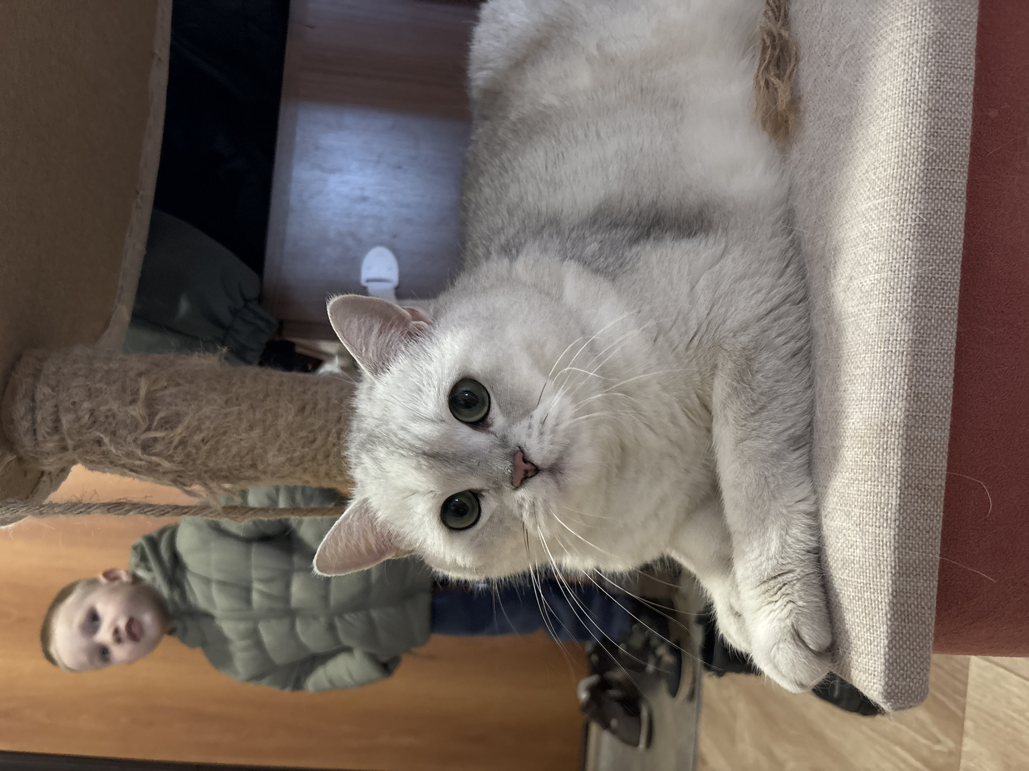 A silver-shaded British Shorthair cat with green eyes lies on a beige fabric-covered platform of a cat tree. Its front paws are extended and crossed, and its gaze is directed forward. A sisal-wrapped scratching post is visible on the left side of the frame. In the background, a young boy with short, light-colored hair, wearing an olive green puffer jacket and blue jeans, stands partially obscured and out of focus. He is positioned near a light brown wooden door or wall. Two pairs of dark shoes are visible on the light brown floor near the boy. A white, D-shaped electrical component, possibly an outlet or switch cover, is affixed to the background wall. The scene is set indoors, within a residential environment in Izhevsk, Russia.