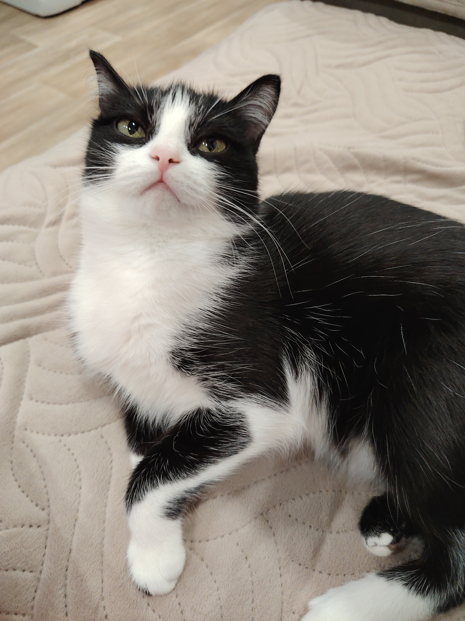 A black and white cat with green eyes is lying on a light brown blanket with a patterned texture. The cat is facing upward and slightly to the left. Its fur is mostly black on the back and head, with white fur covering the chest, neck, and parts of the face and paws. The environment is indoors and the location details are Unknown, Unknown.