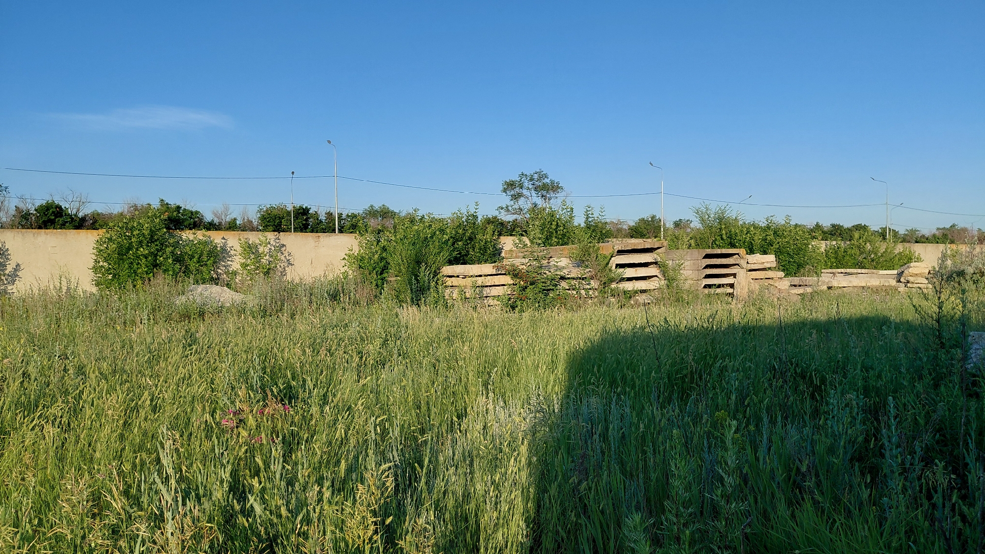 A sunlit, wide-angle, medium-shot photograph depicts an outdoor scene with a clear blue sky. In the foreground, a dense field of tall, green grass is visible, with some lighter-colored blades interspersed and a hint of pink flowers. The middle ground features a pile of stacked, rectangular concrete slabs, some appearing weathered. Behind the concrete slabs, a line of lush green trees and bushes stretches across the frame. A light-colored concrete wall runs horizontally behind the vegetation. In the background, a clear blue sky dominates the upper portion of the image, with a single, wispy white cloud. Several streetlights with slender poles are visible along the top of the wall. The scene is likely located in an undeveloped or industrial area on the outskirts of Saratov, Russia, judging by the construction materials and vegetation. There are no people or animals present in the frame.