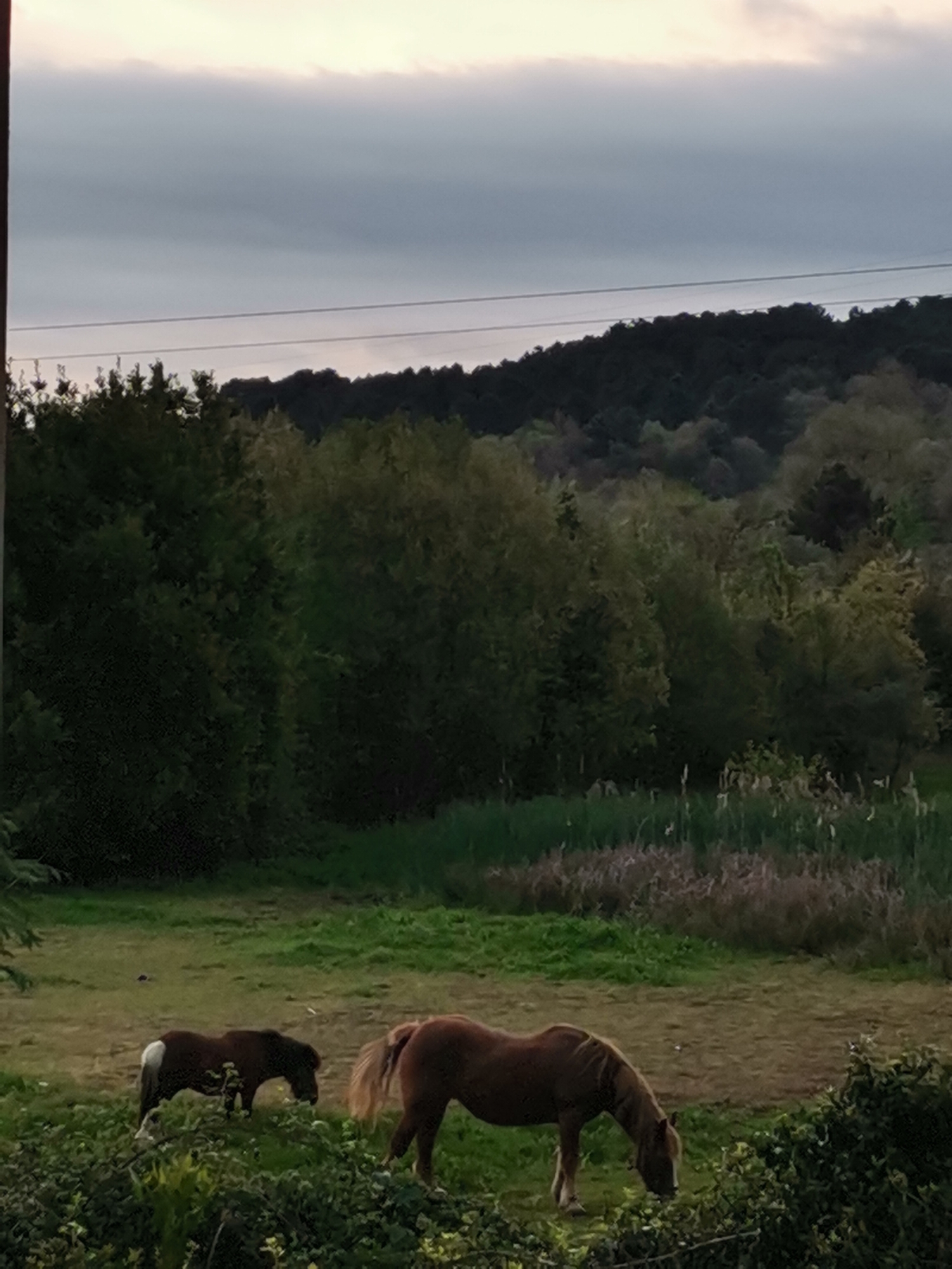 Two ponies are grazing in a field. The background is a line of trees, dense foliage, and a cloudy sky. Two power lines are visible in the upper portion of the image.